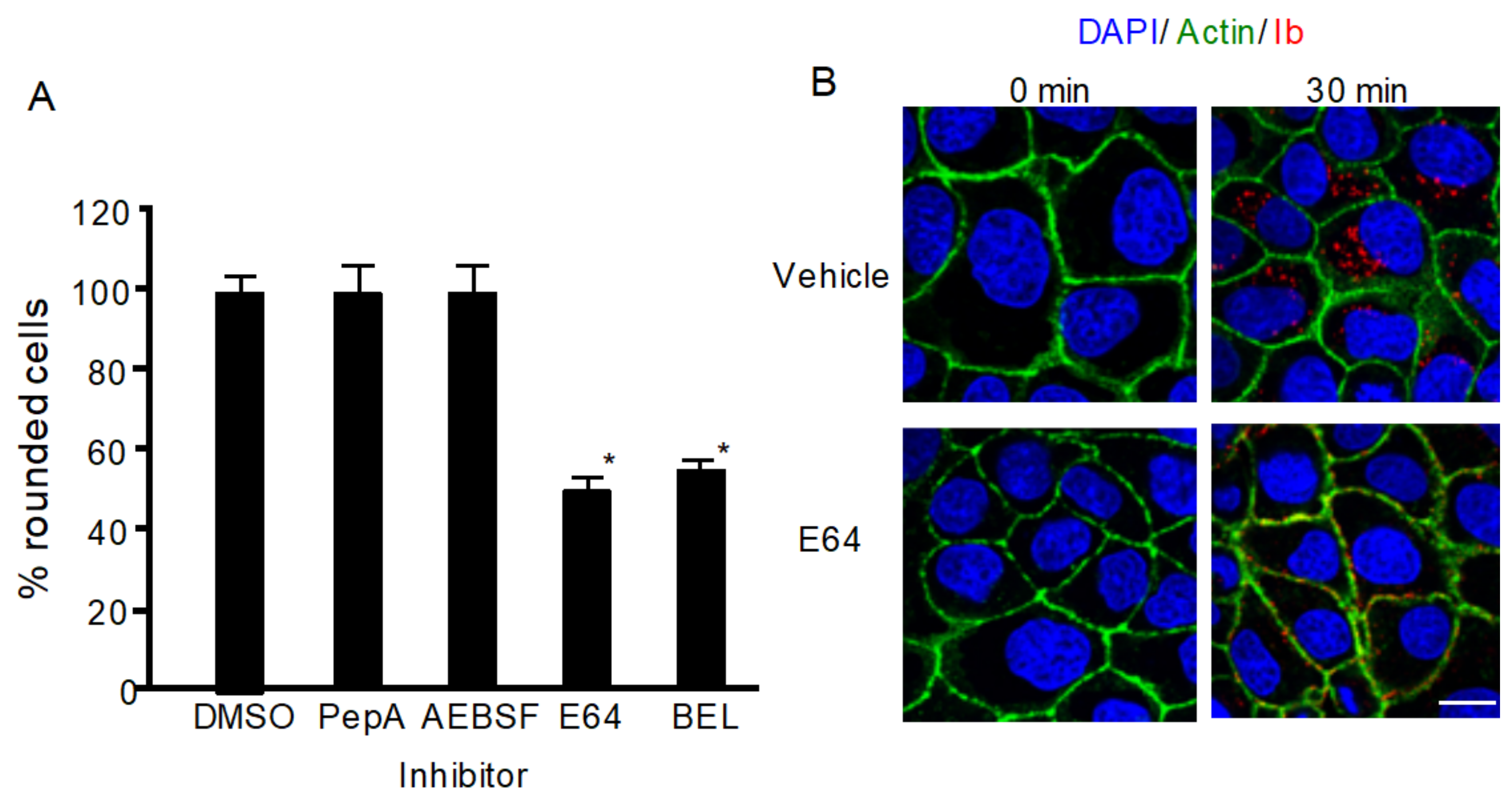 Toxins 13 00721 g001