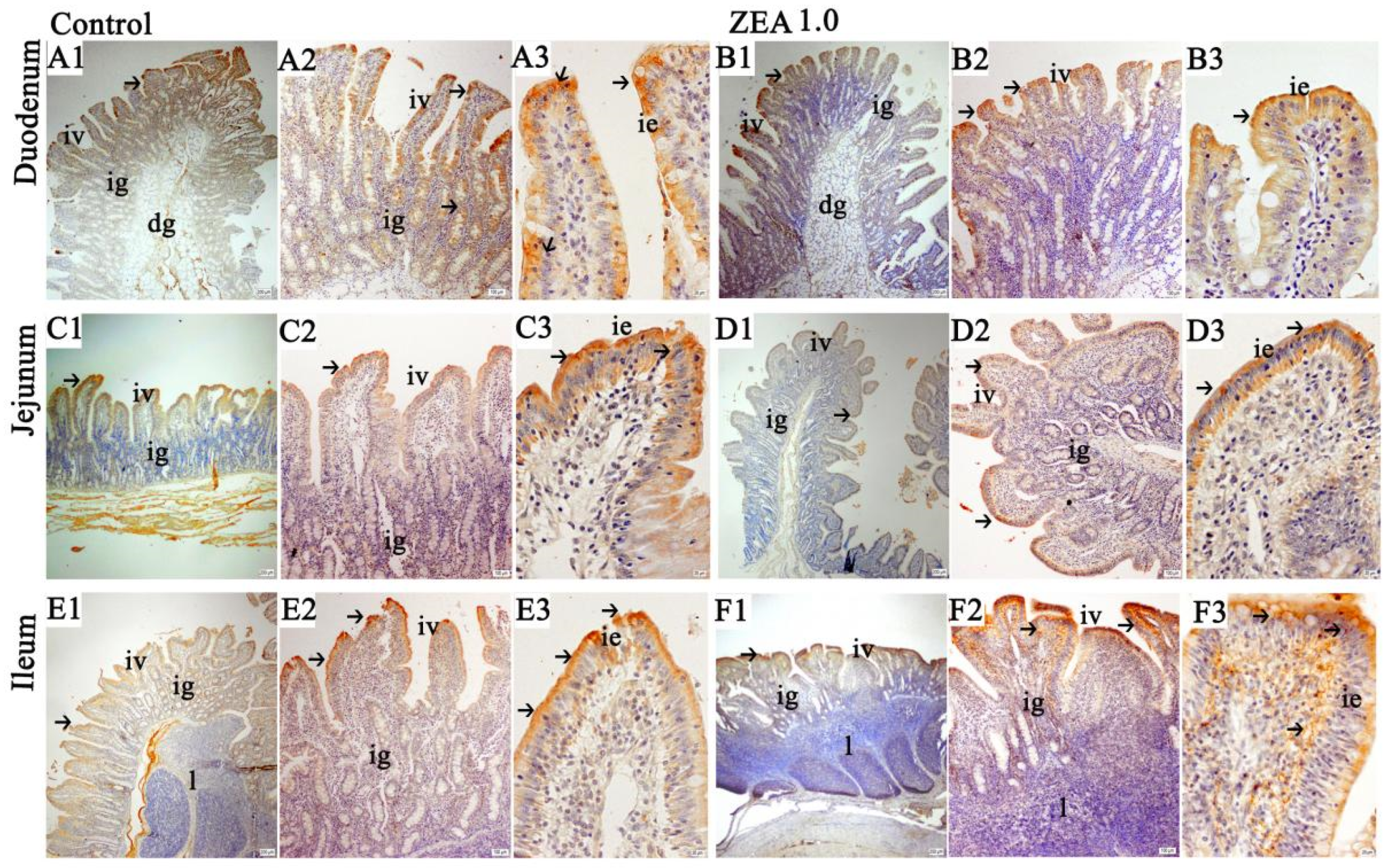 Toxins 13 00736 g002