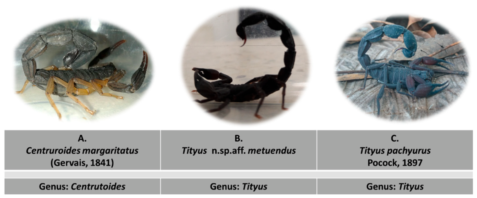 Toxins 13 00757 g001