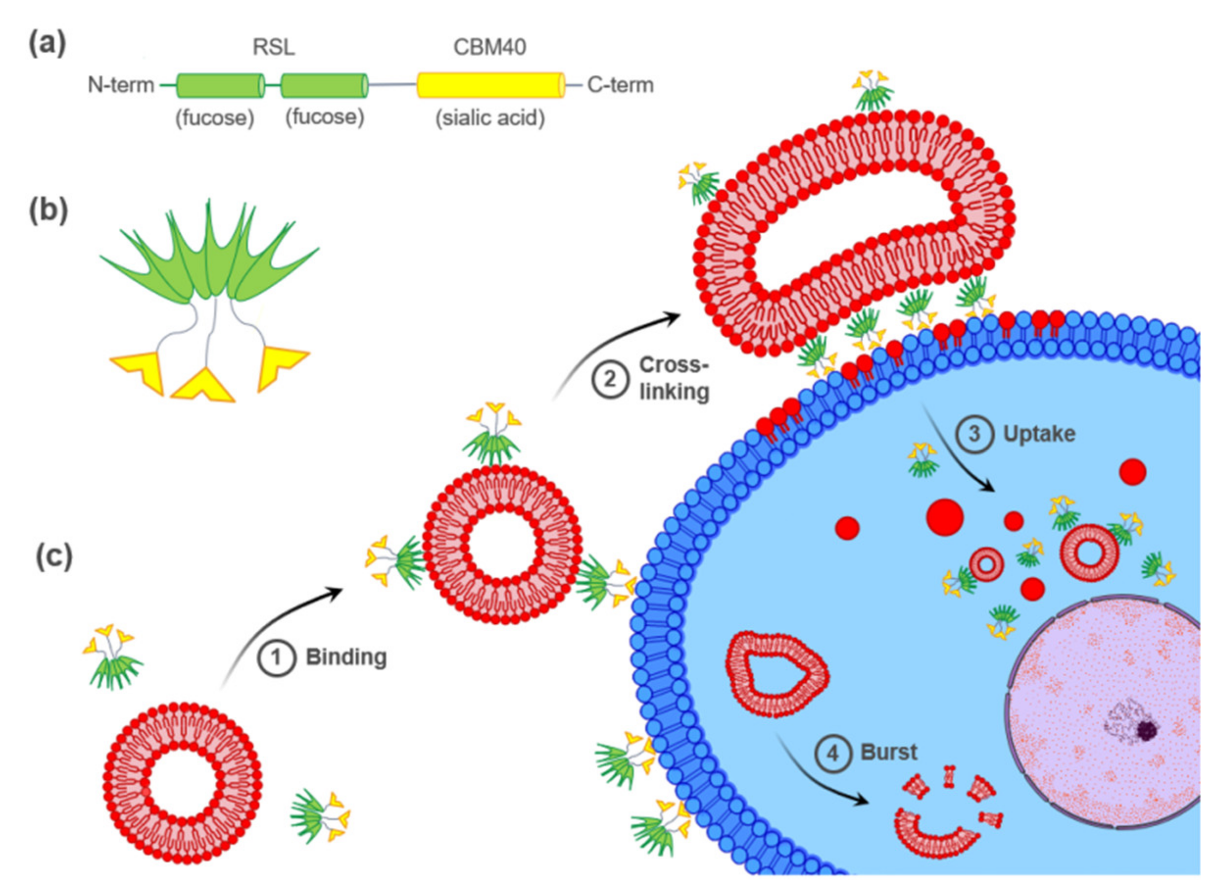 Toxins 13 00792 g001