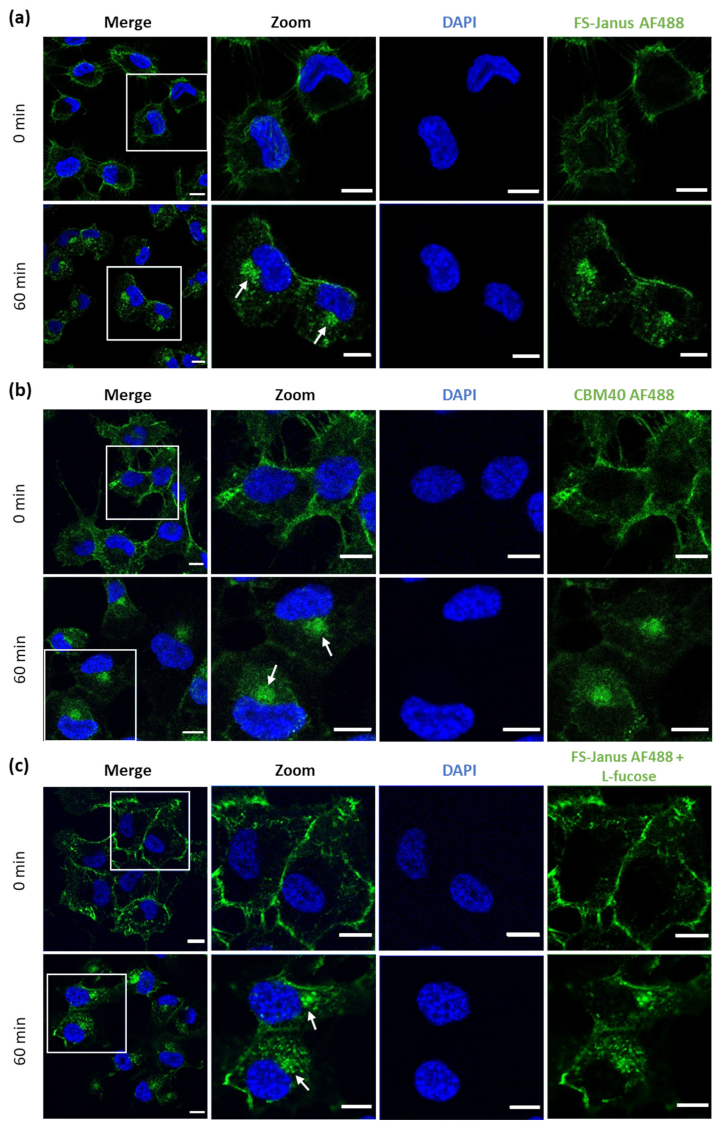 Toxins 13 00792 g004