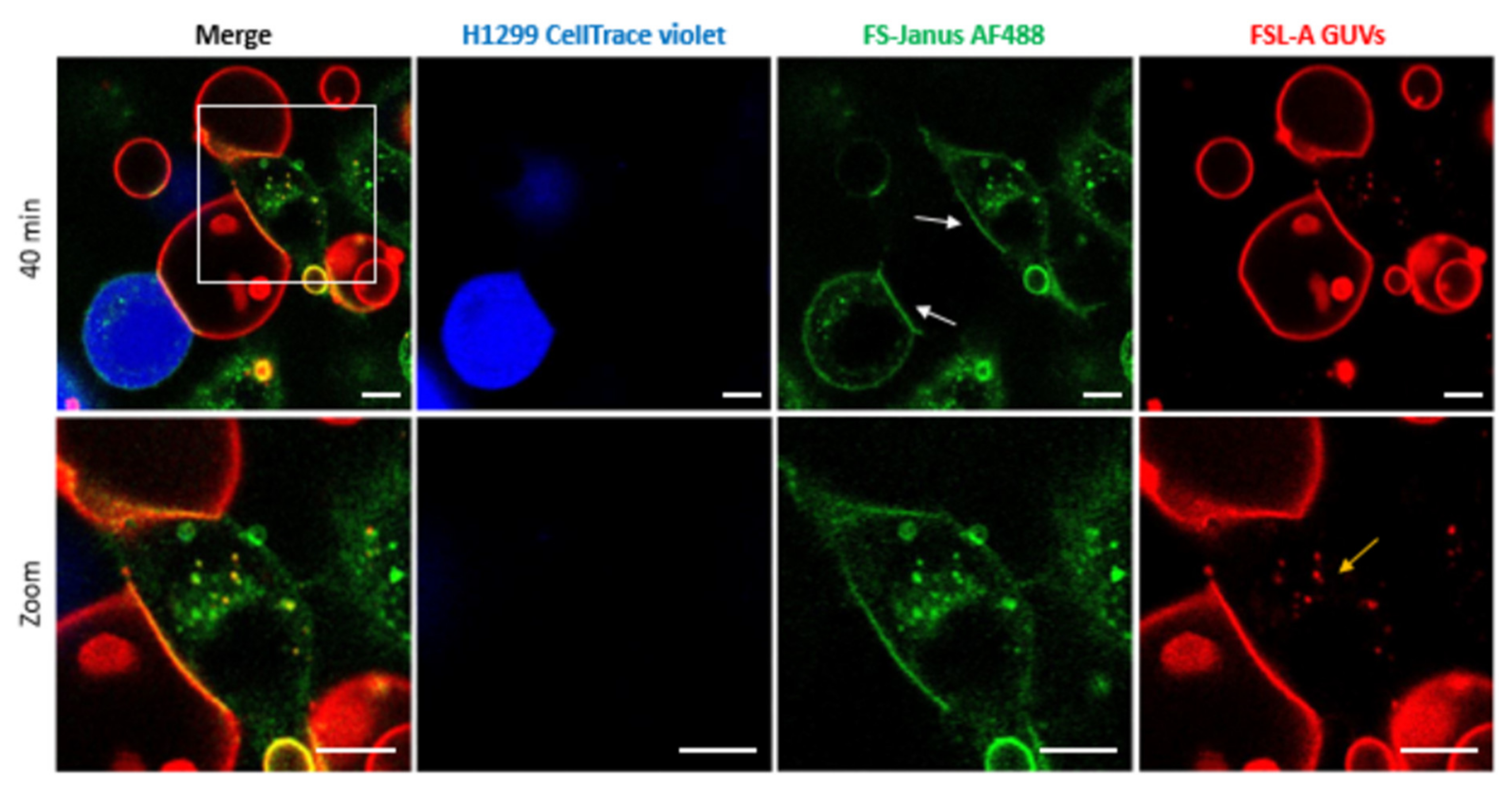 Toxins 13 00792 g005