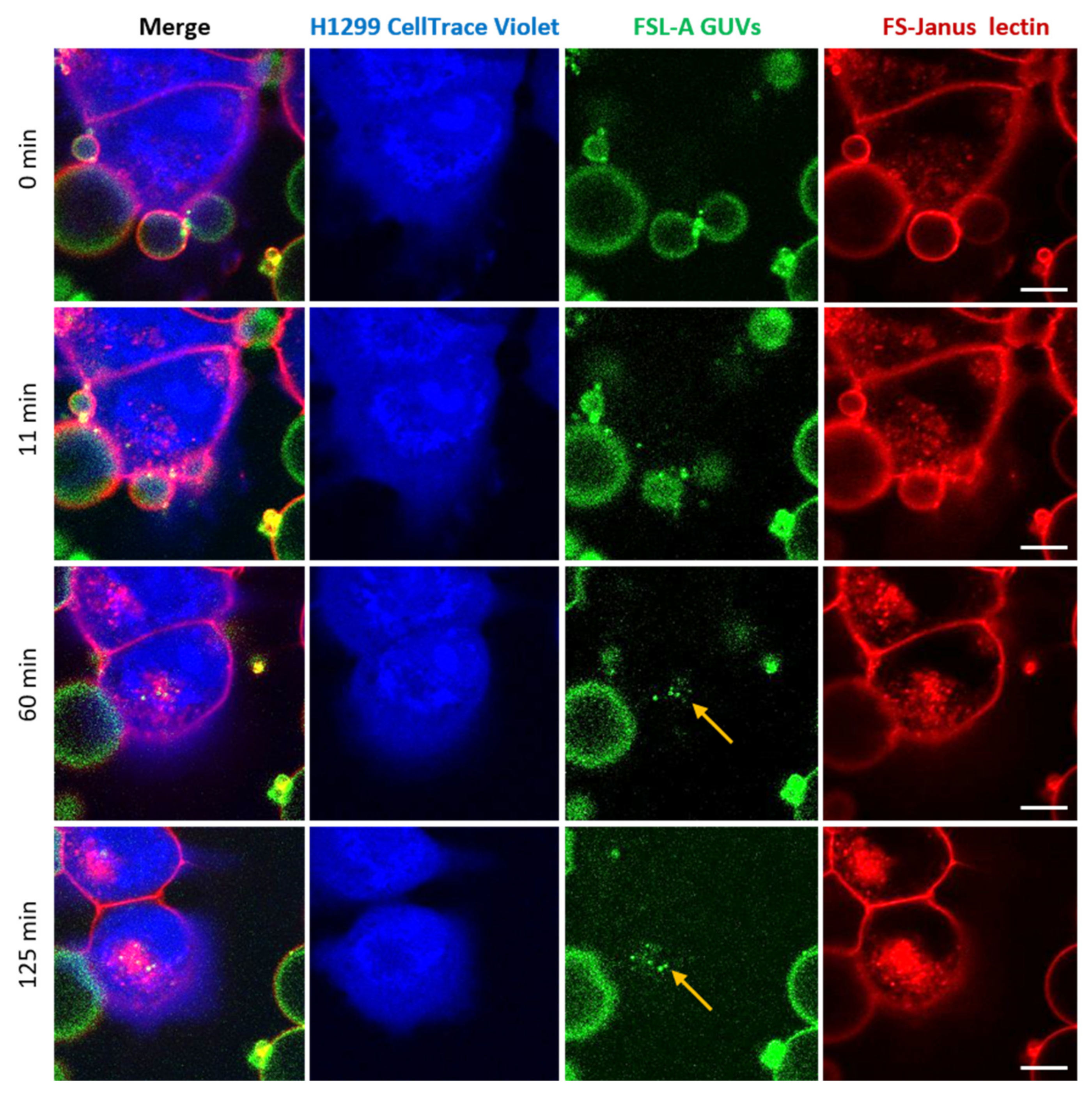 Toxins 13 00792 g006