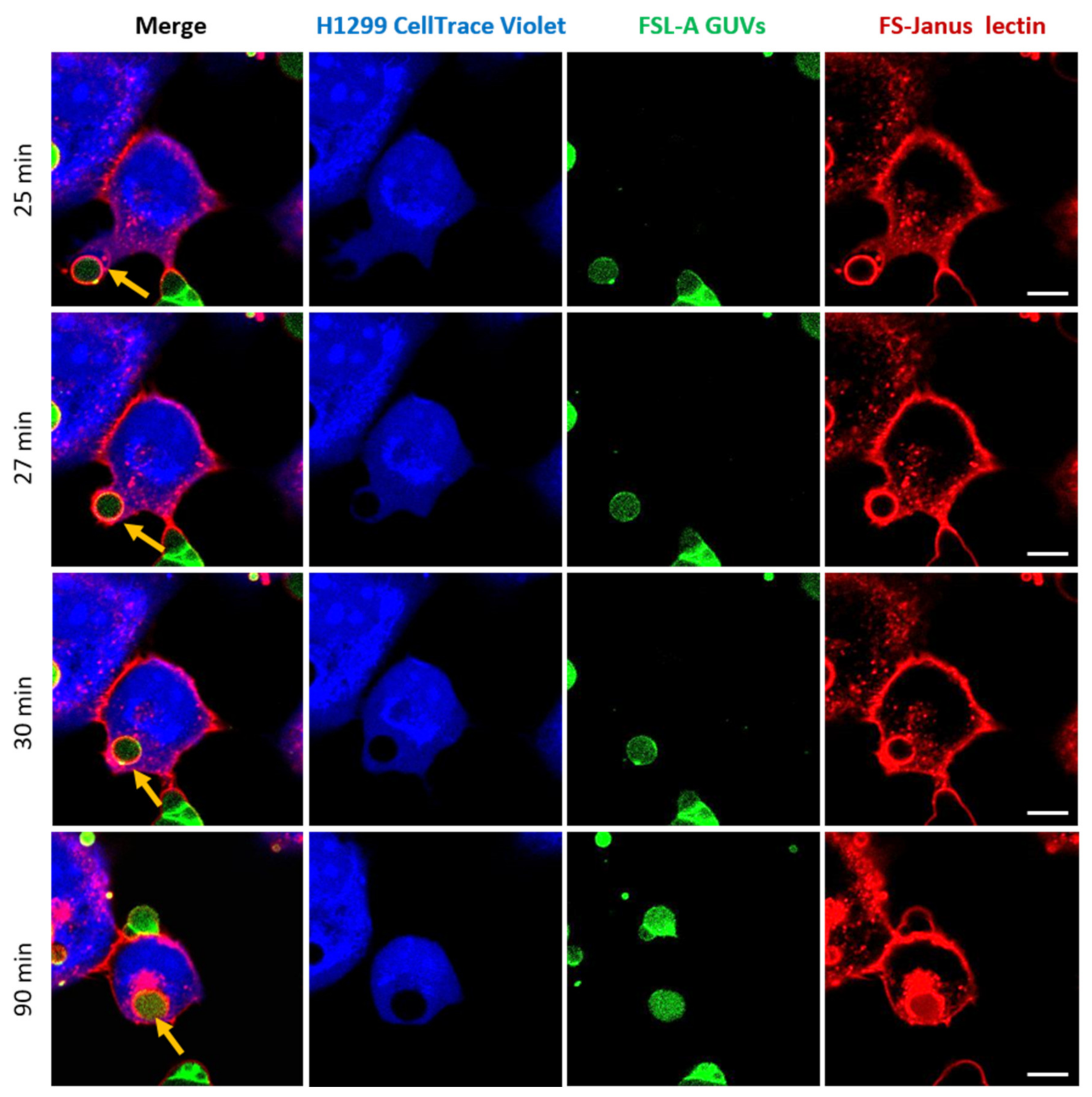 Toxins 13 00792 g007