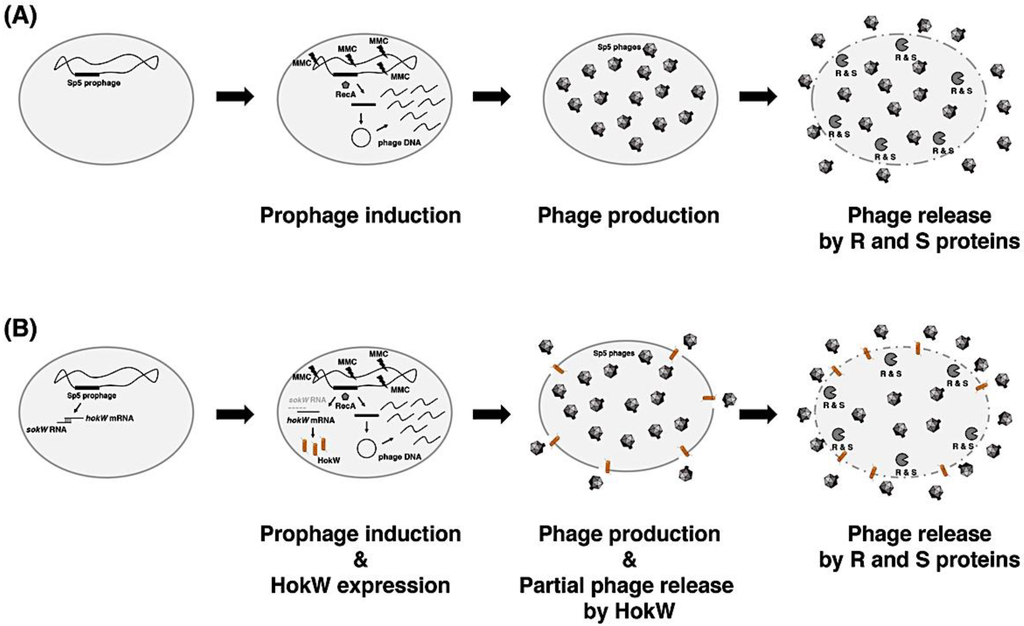 Toxins 13 00796 g006