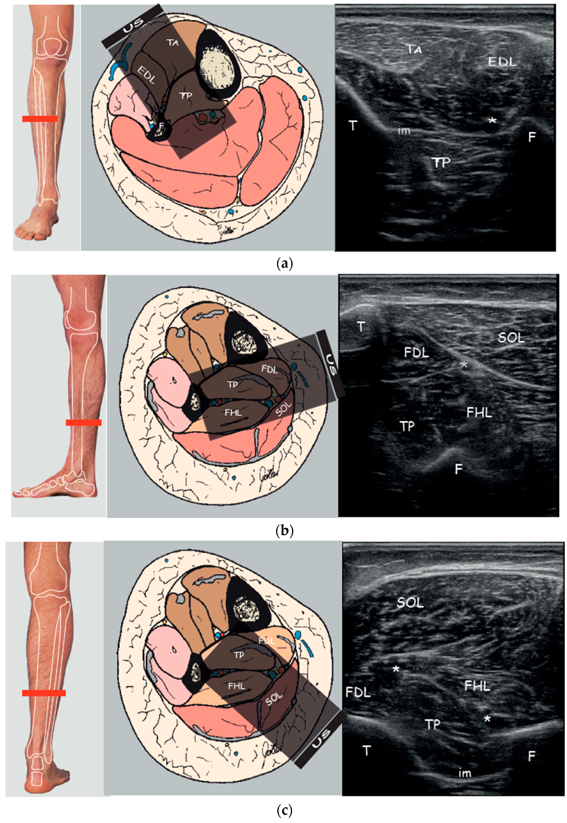 Toxins 13 00829 g001