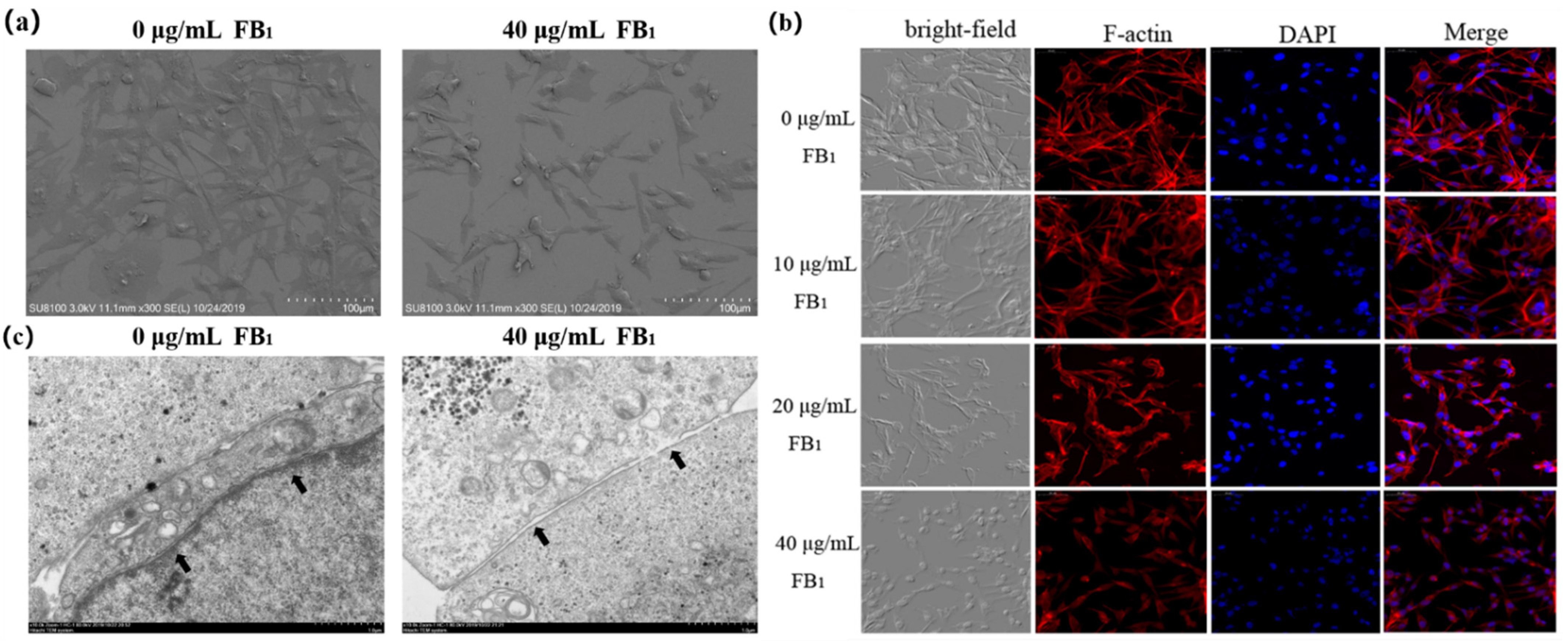 Toxins 13 00863 g003