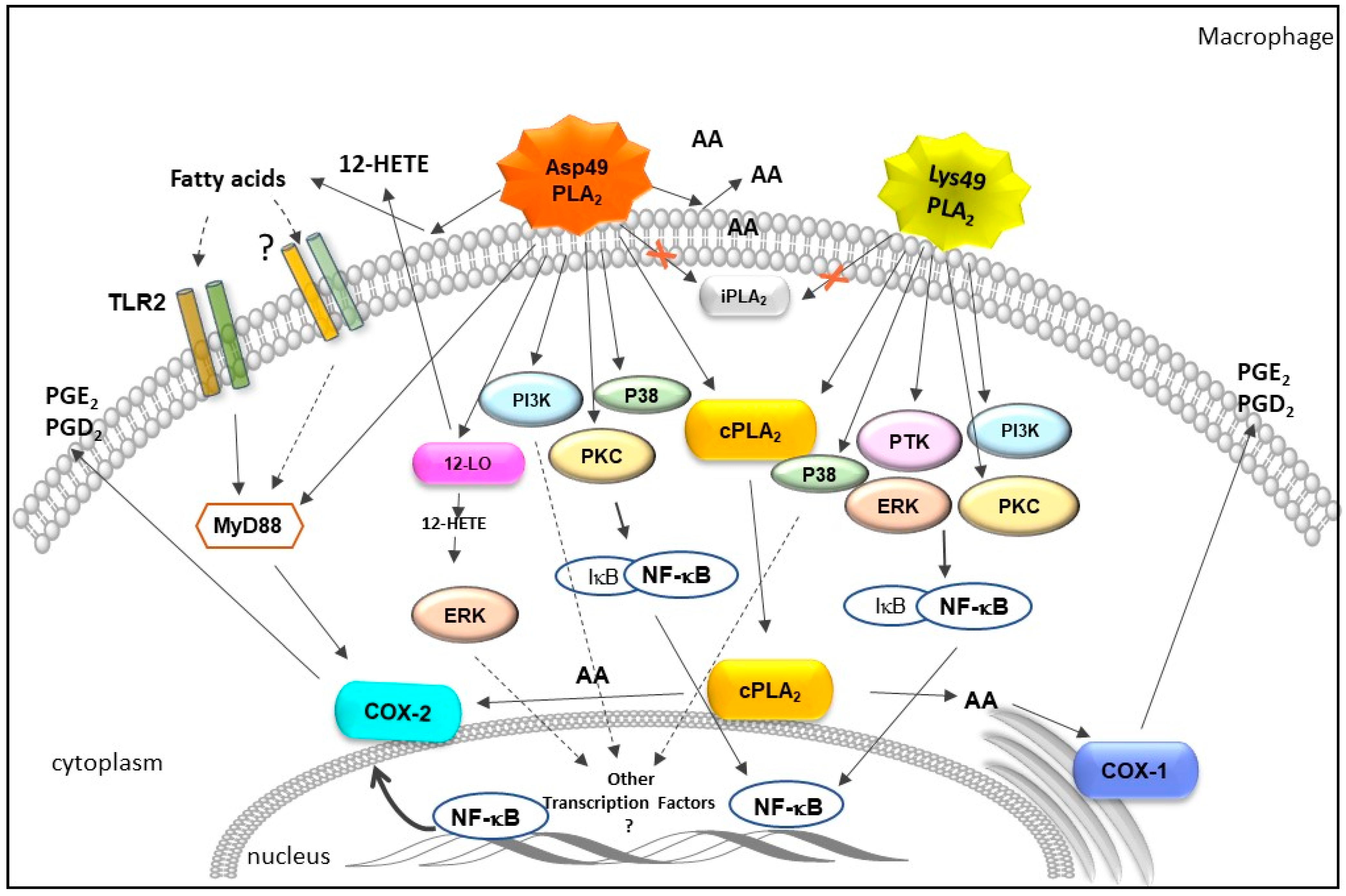 Toxins 13 00868 g003