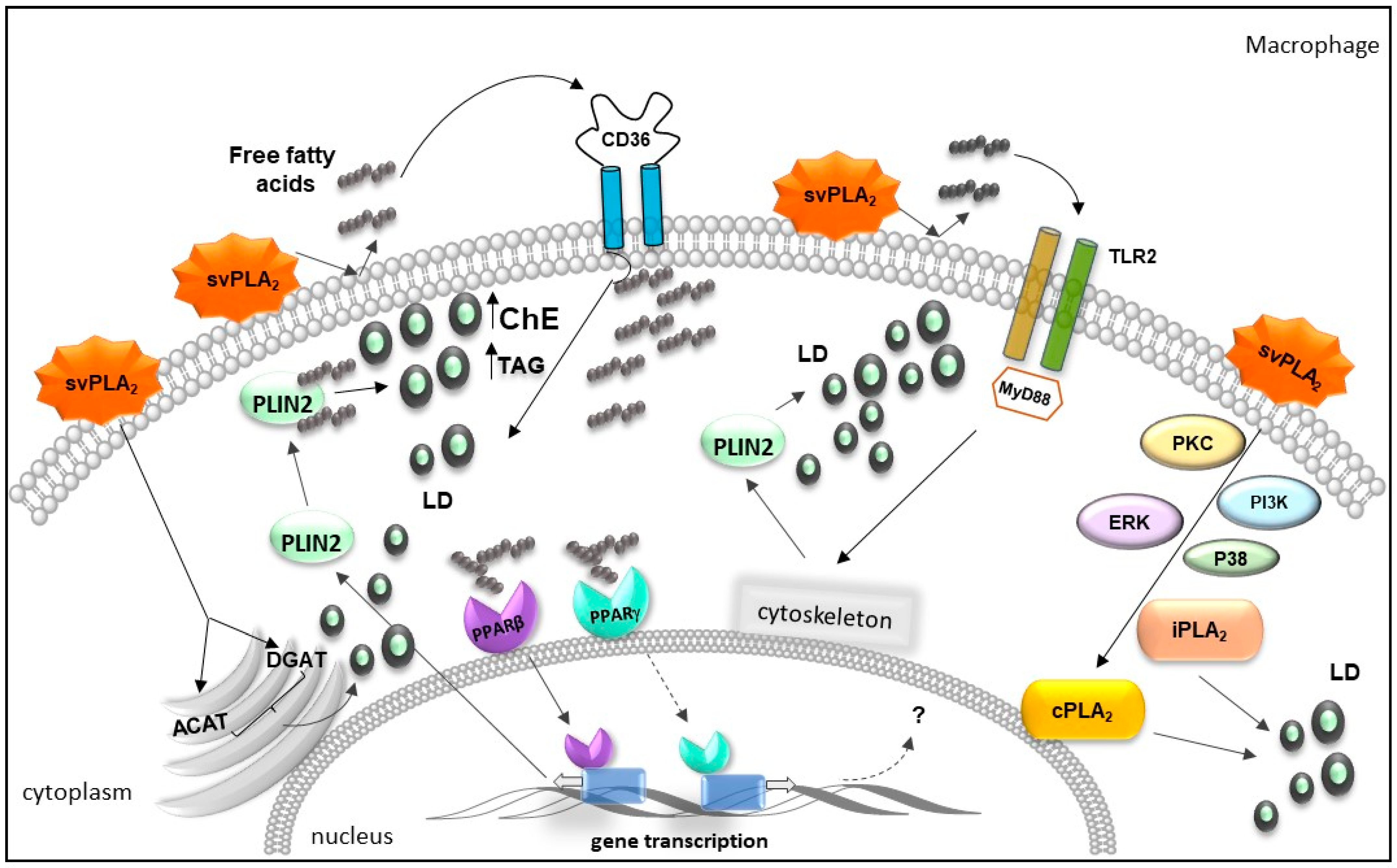 Toxins 13 00868 g004