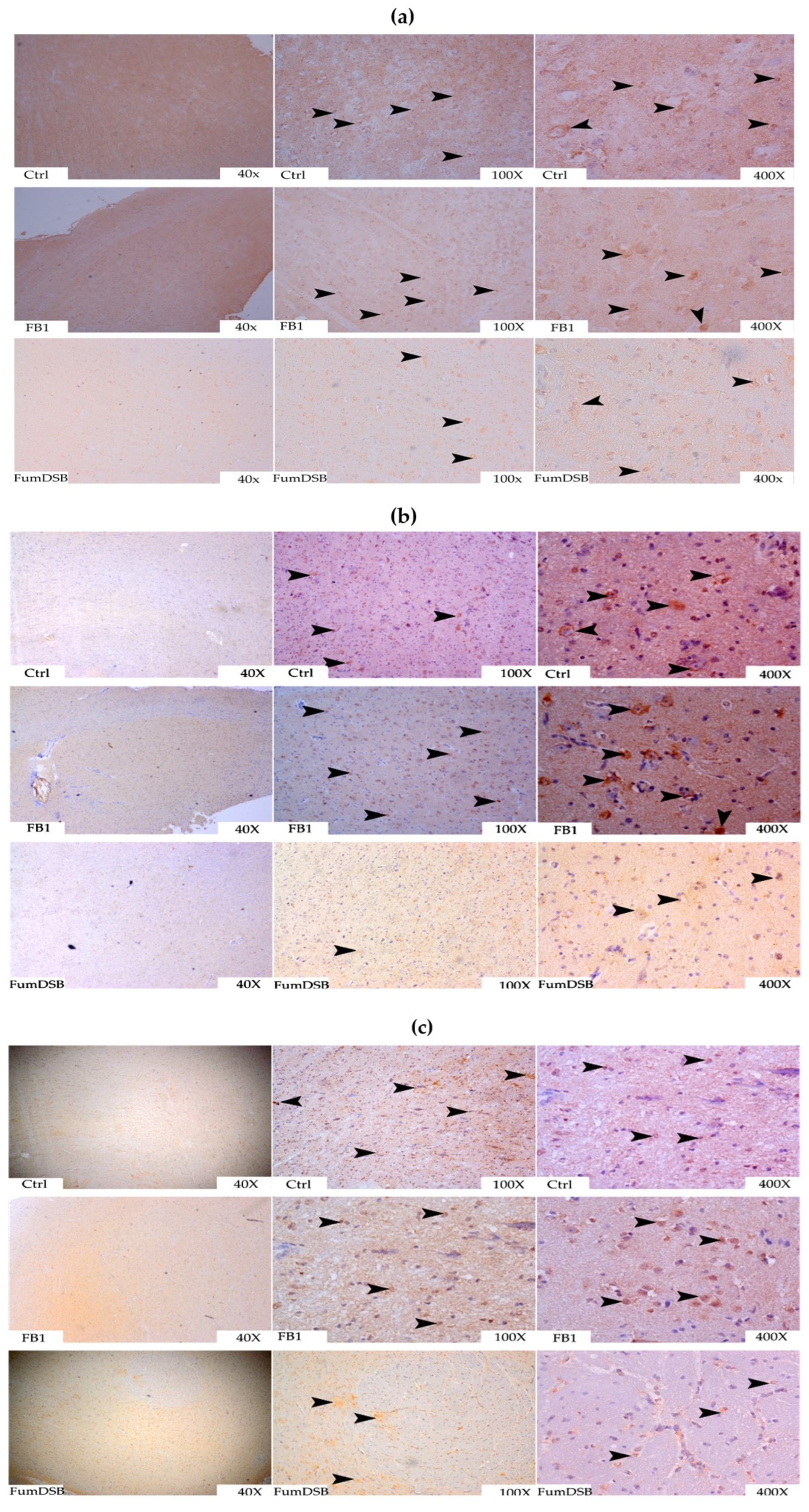 Toxins 13 00874 g003