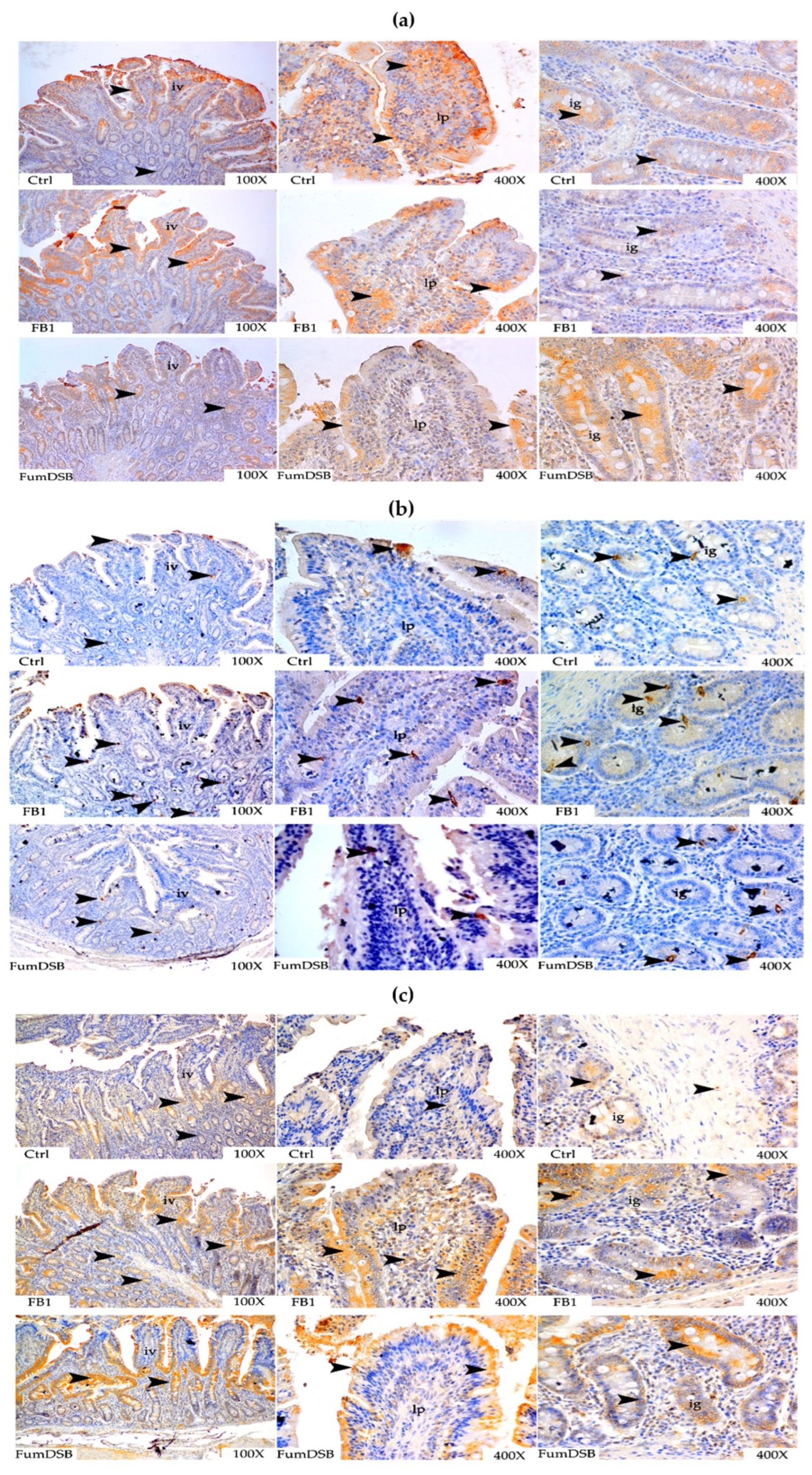 Toxins 13 00874 g004