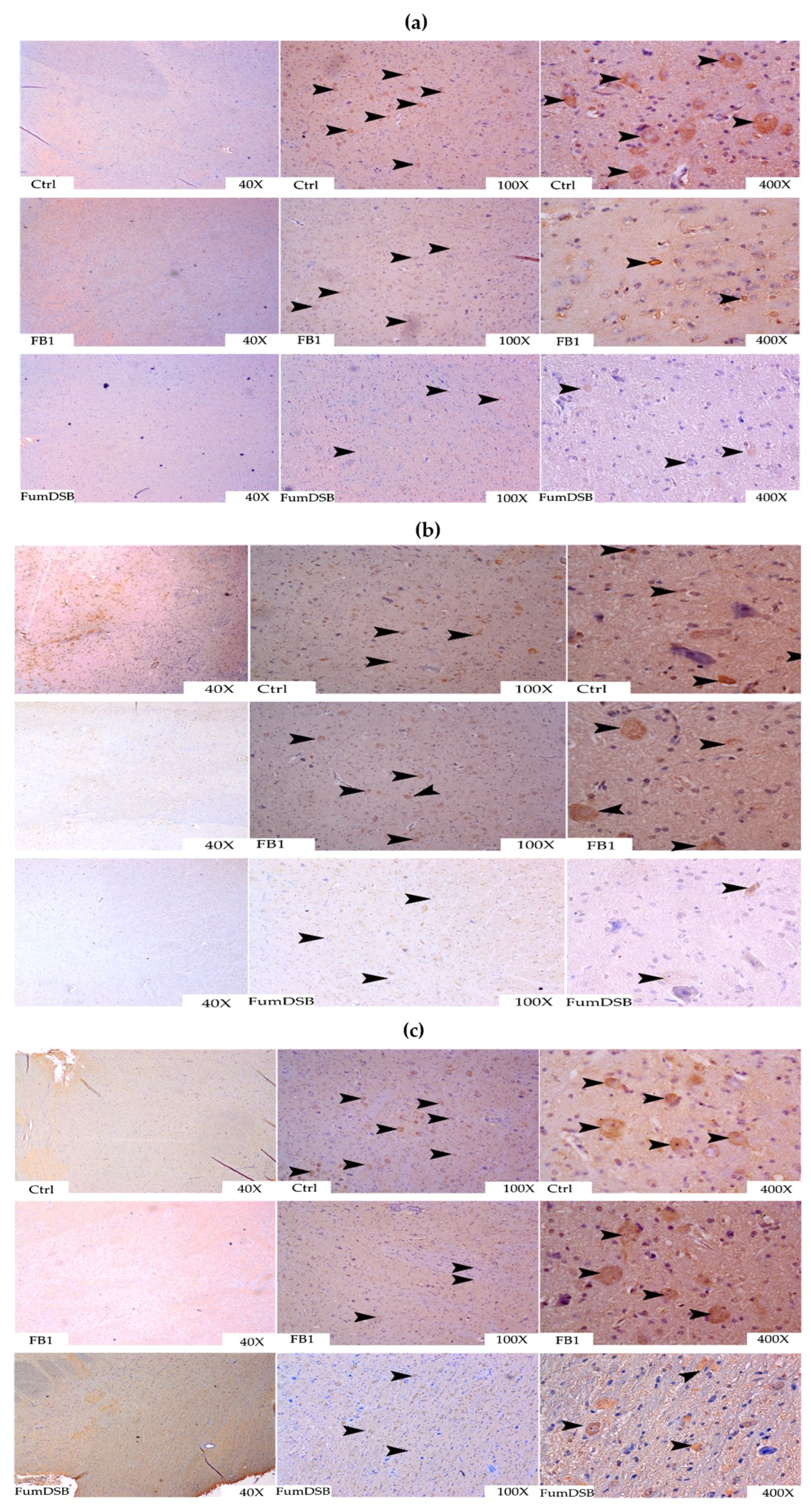 Toxins 13 00874 g007
