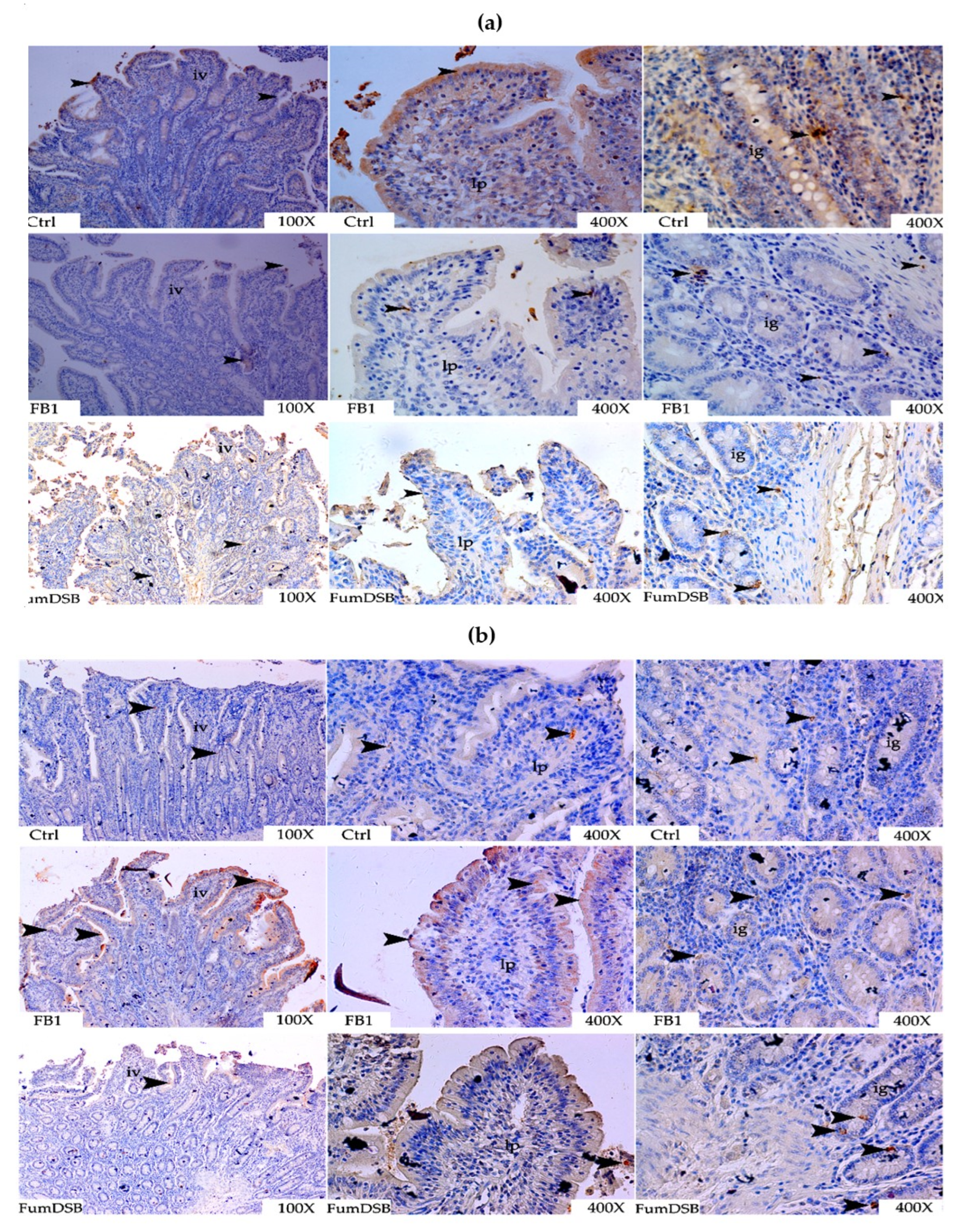 Toxins 13 00874 g008a