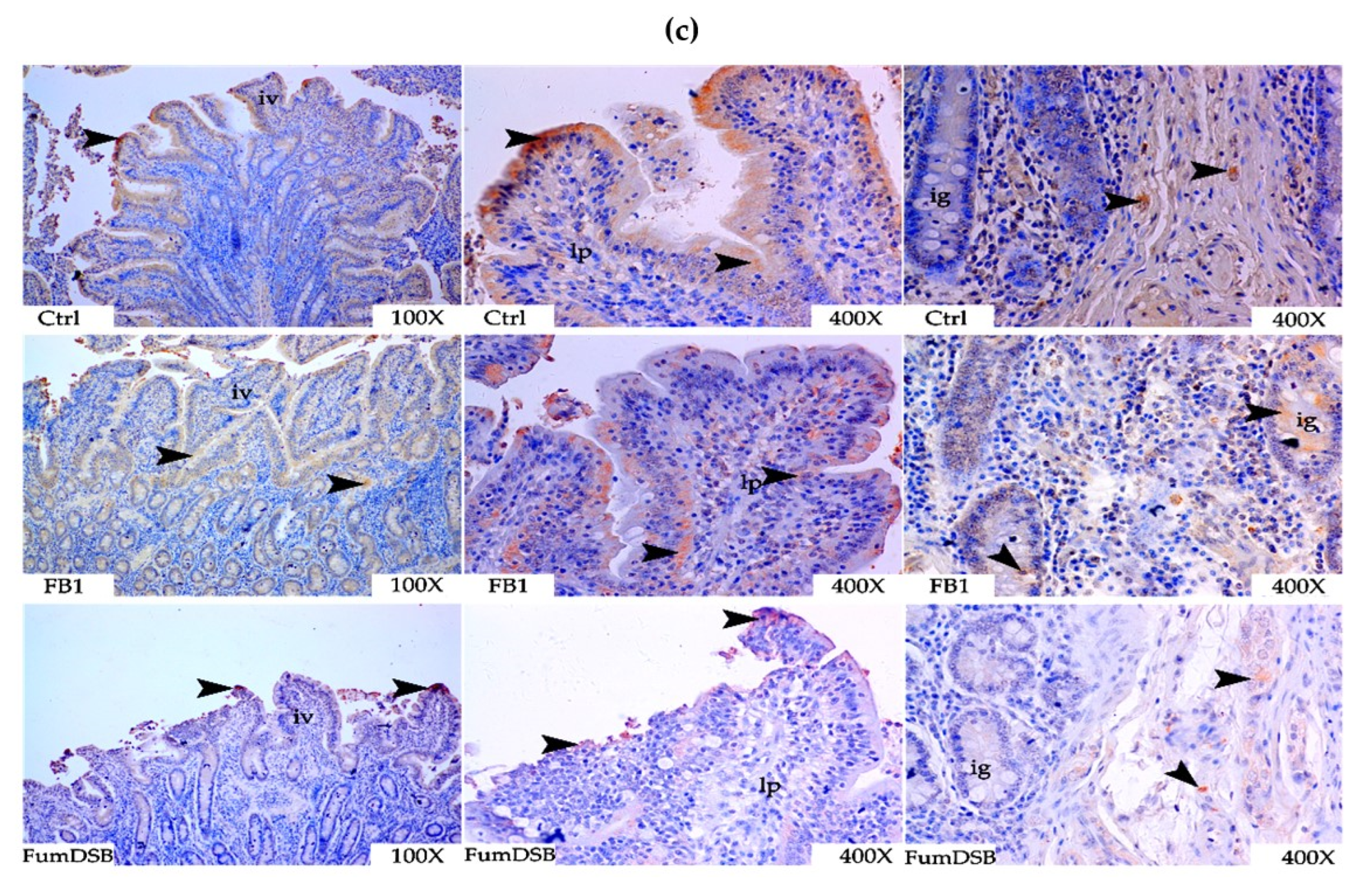 Toxins 13 00874 g008b