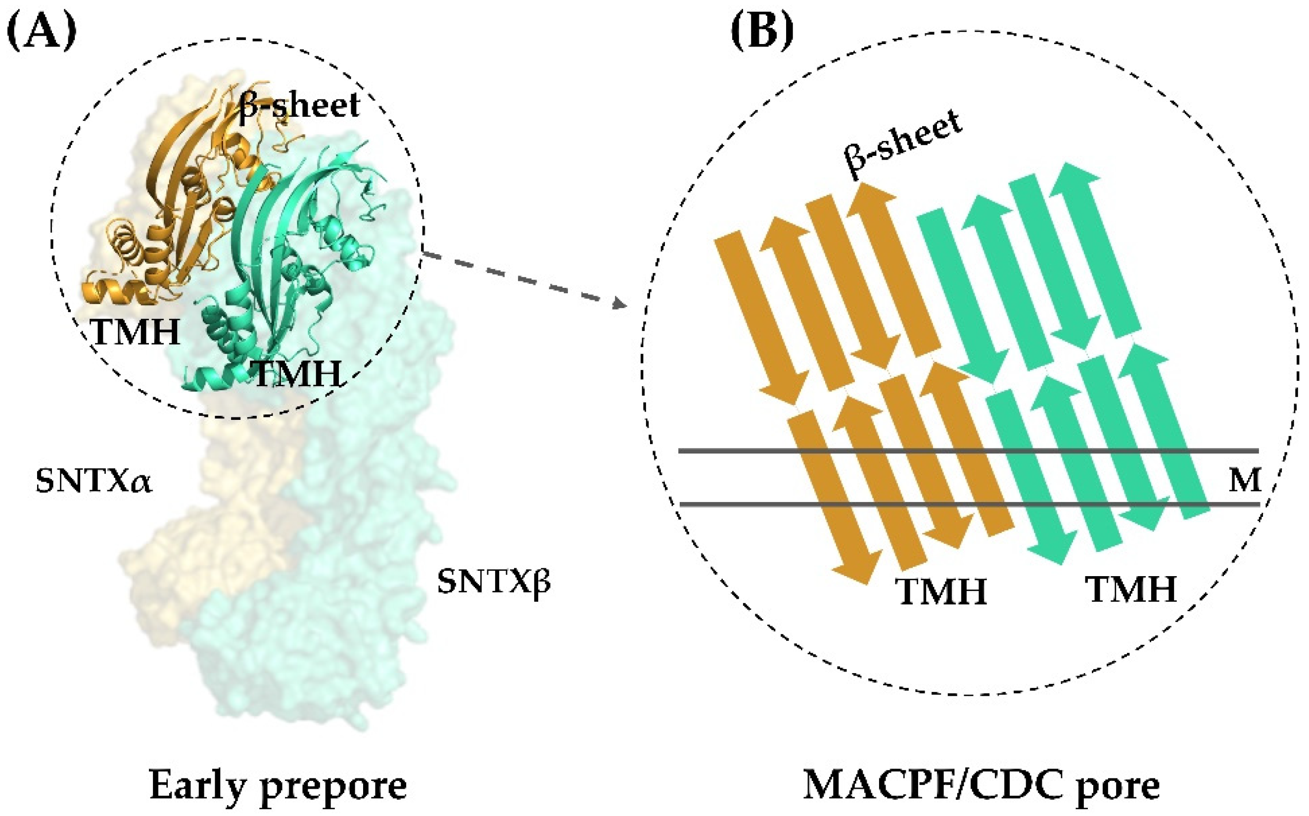 Toxins 13 00877 g004