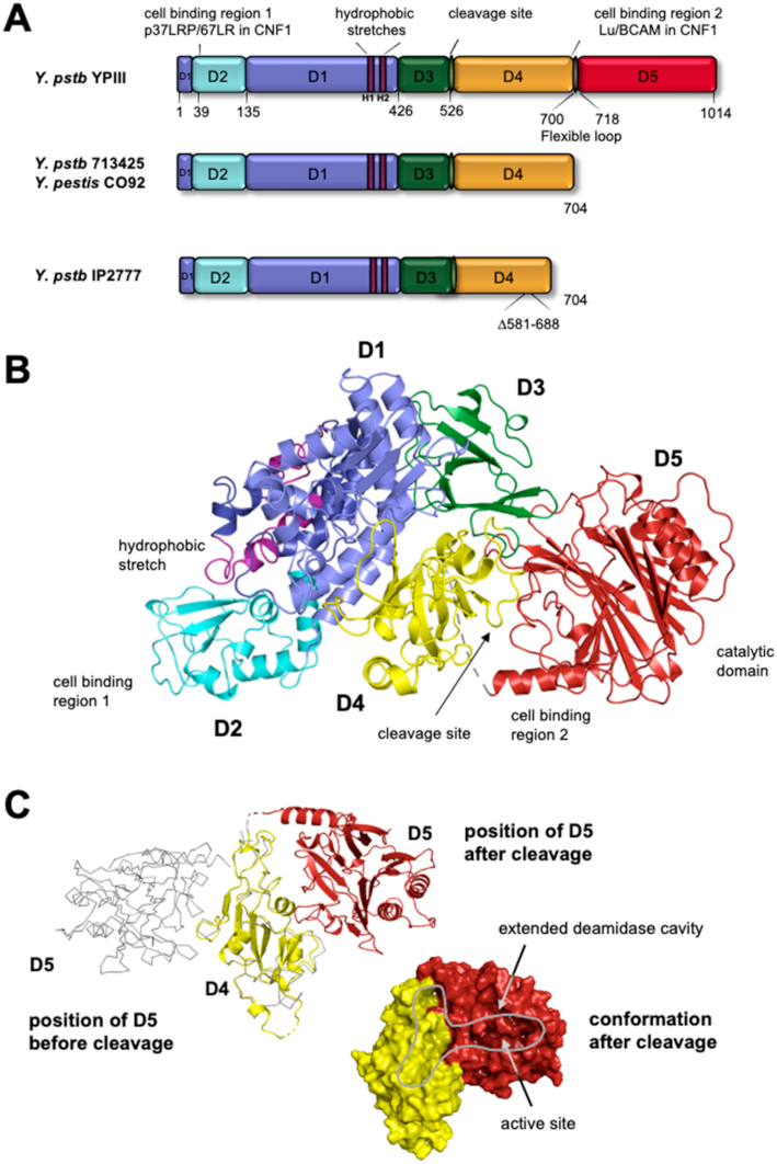Toxins 13 00901 g001 Toxins 13 00901 g001
