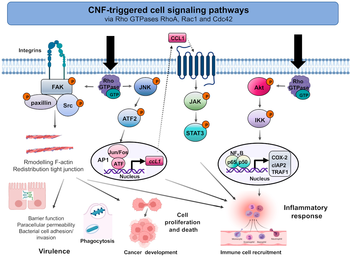 Toxins 13 00901 g003 Toxins 13 00901 g003