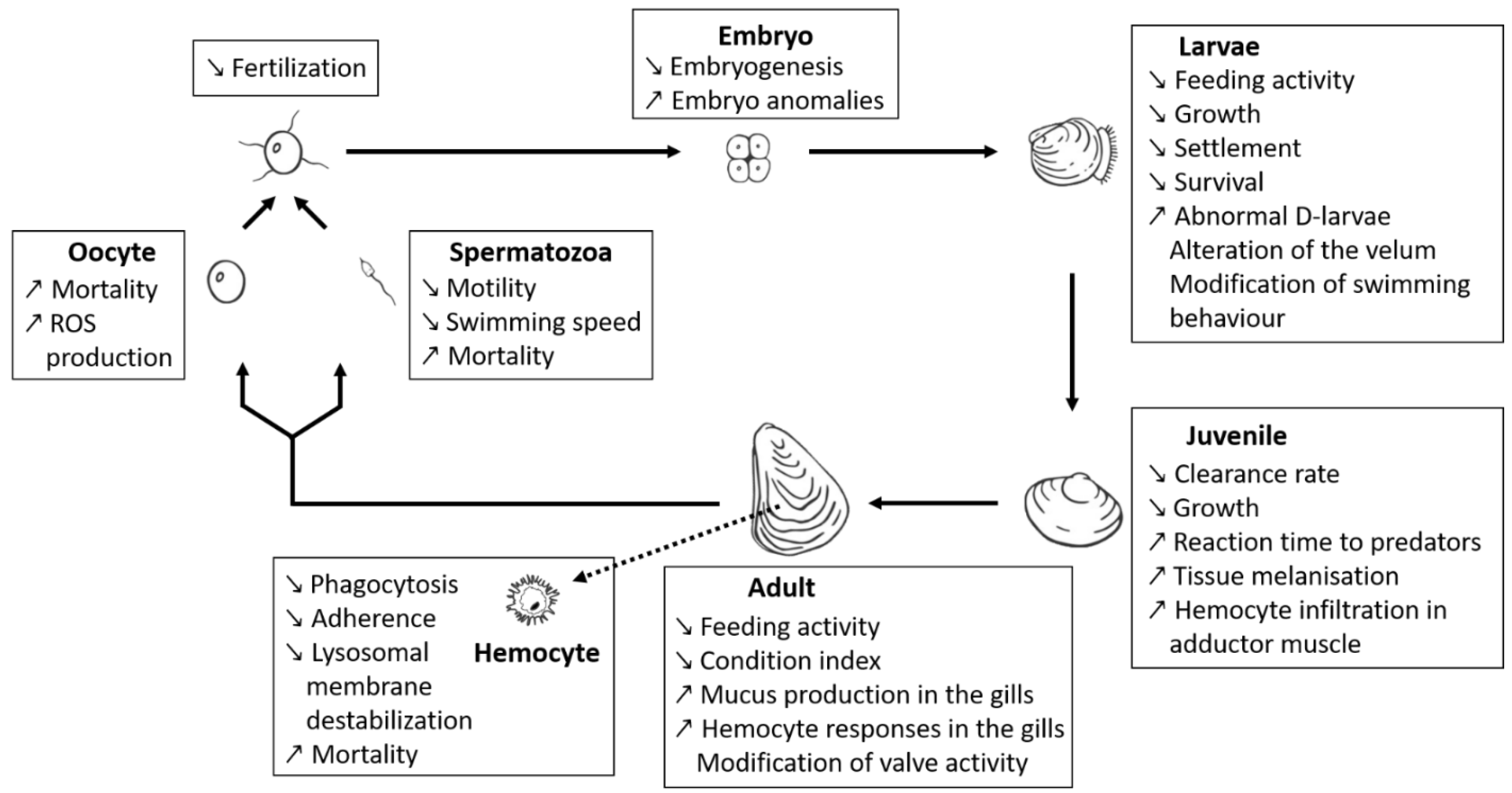 Toxins 13 00905 g002