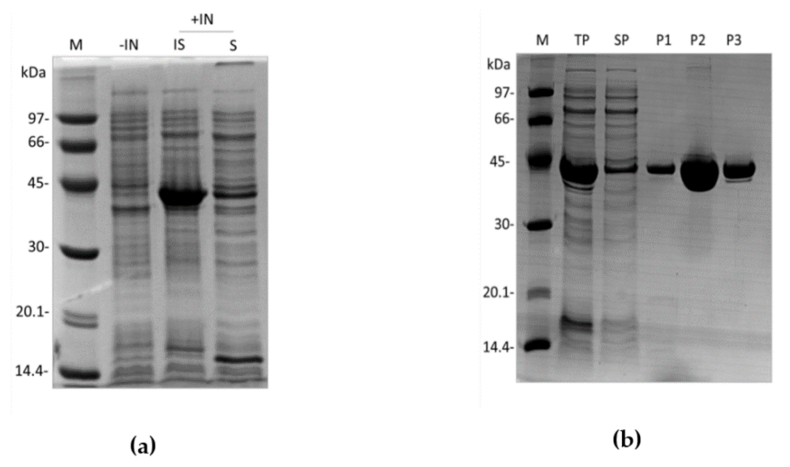 Toxins 13 00913 g004