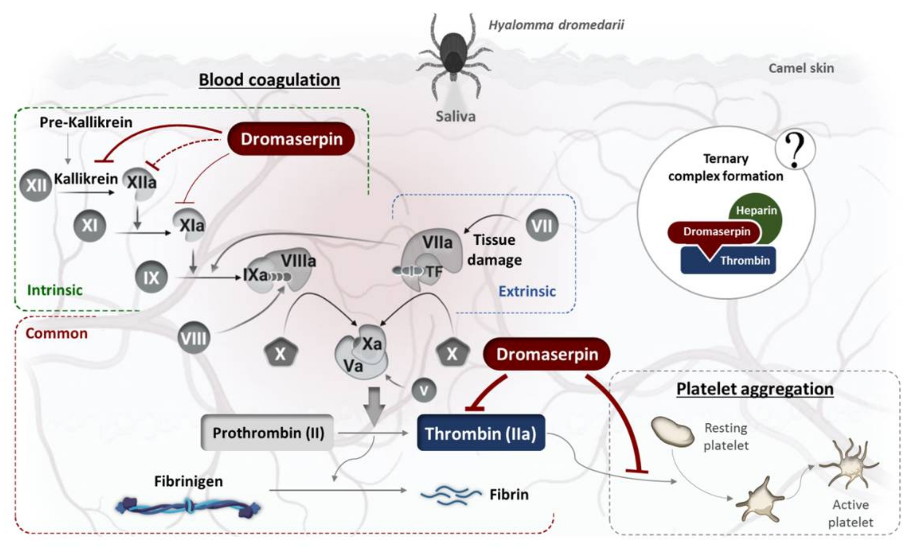 Toxins 13 00913 g013