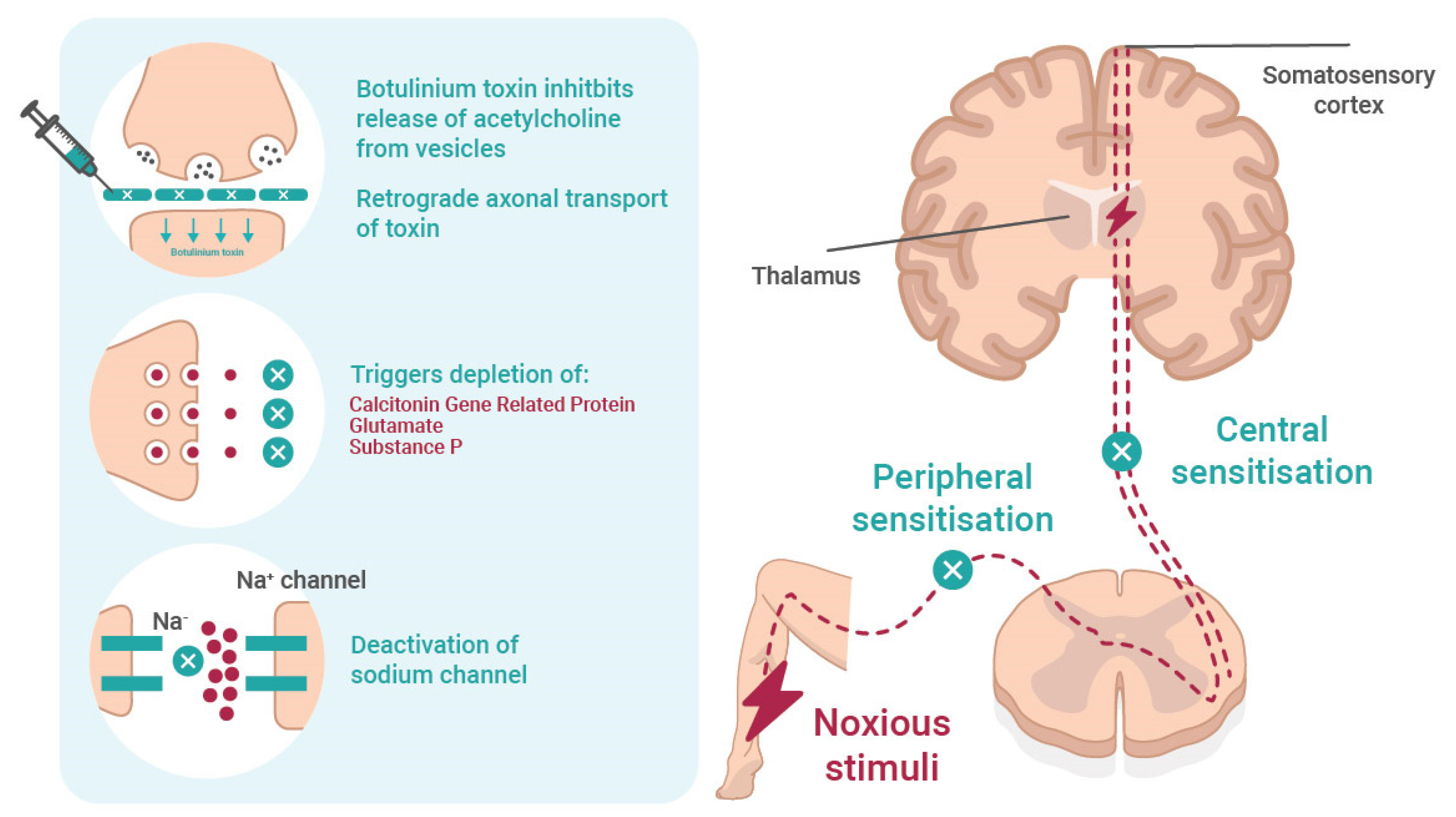 Toxins 14 00036 g001