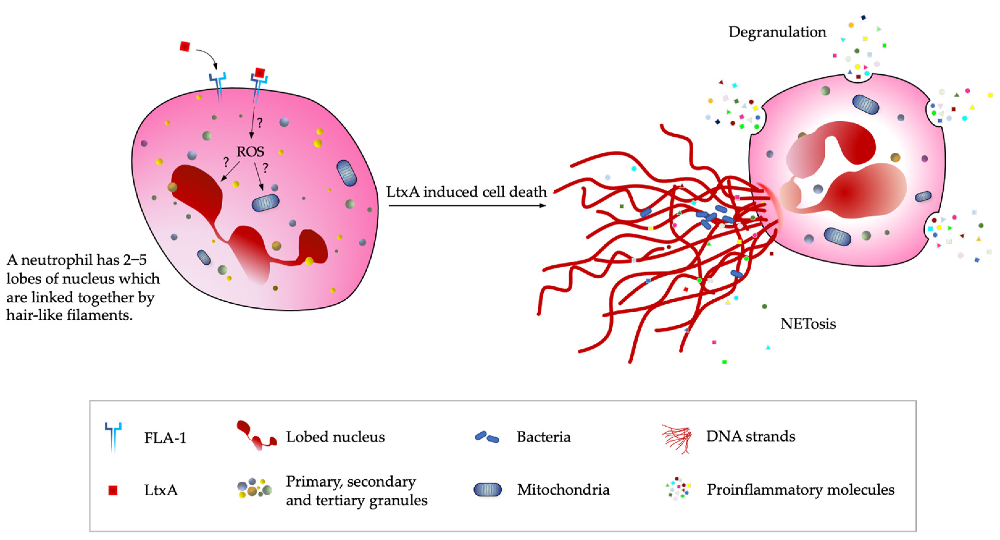 Toxins 14 00050 g003