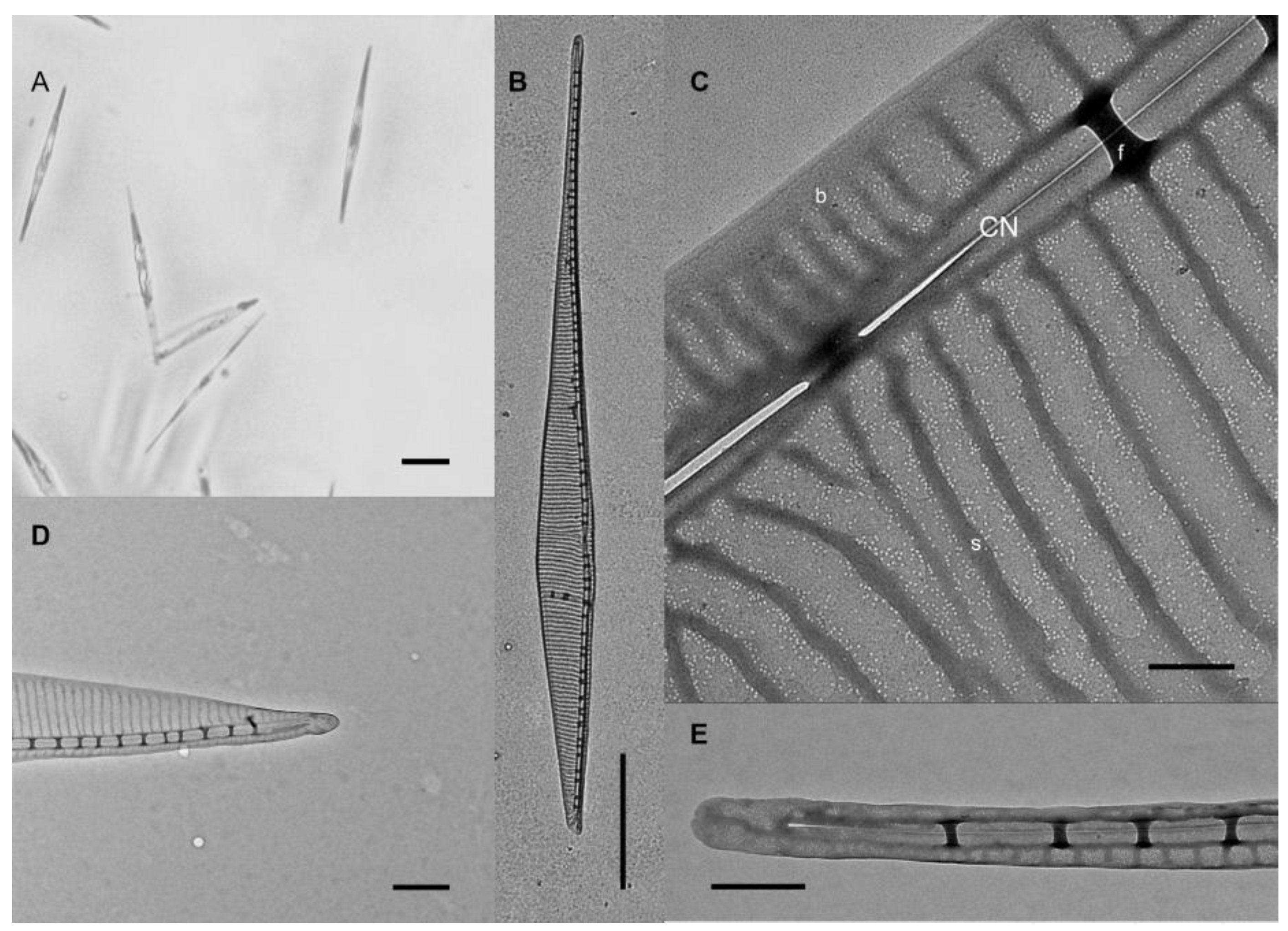 Toxins 14 00060 g005 Toxins 14 00060 g005