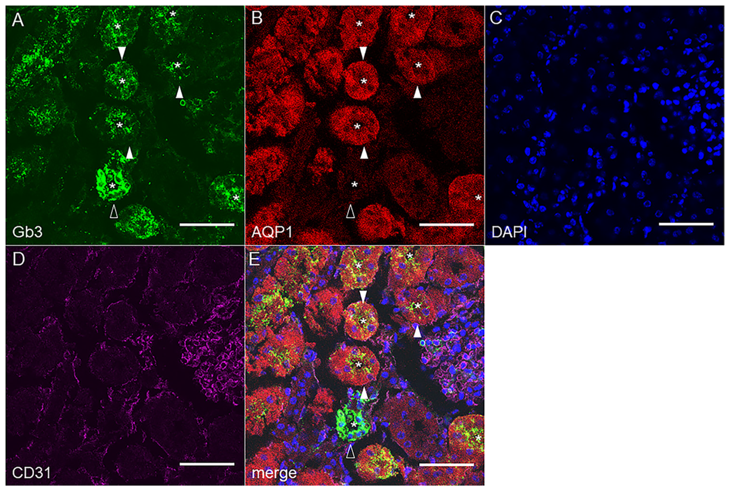 Toxins 14 00069 g002
