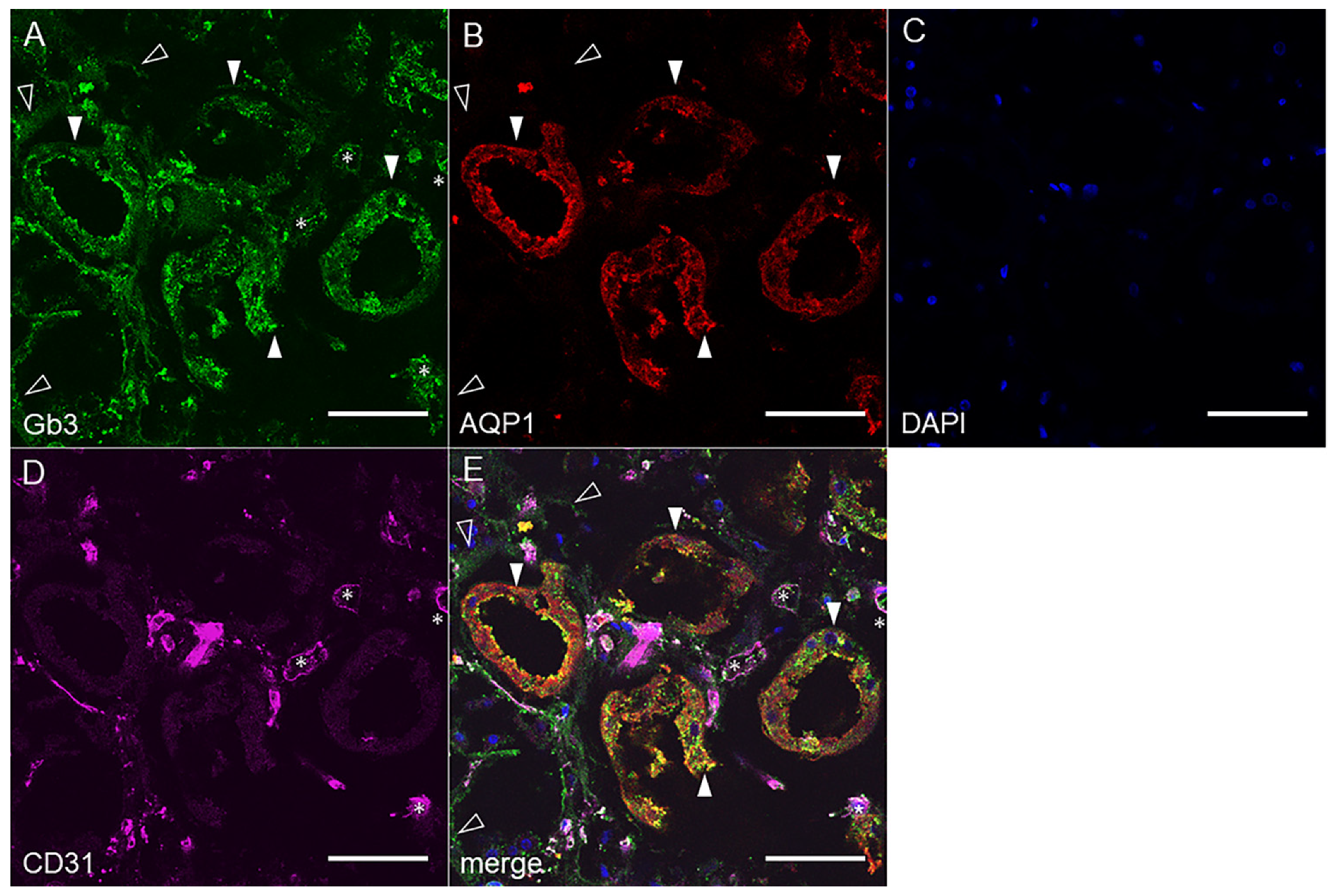 Toxins 14 00069 g003