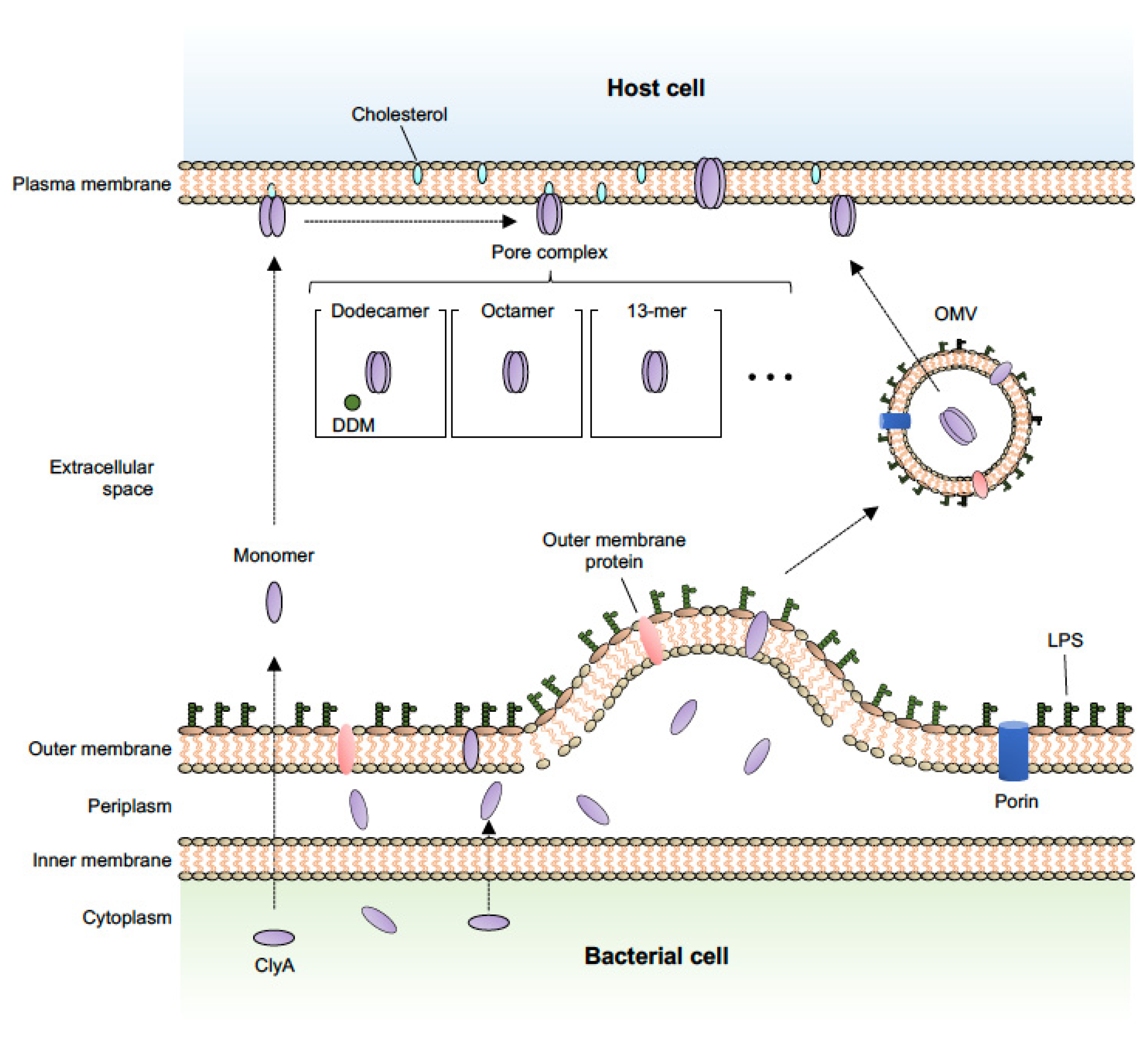 Toxins 14 00078 g001