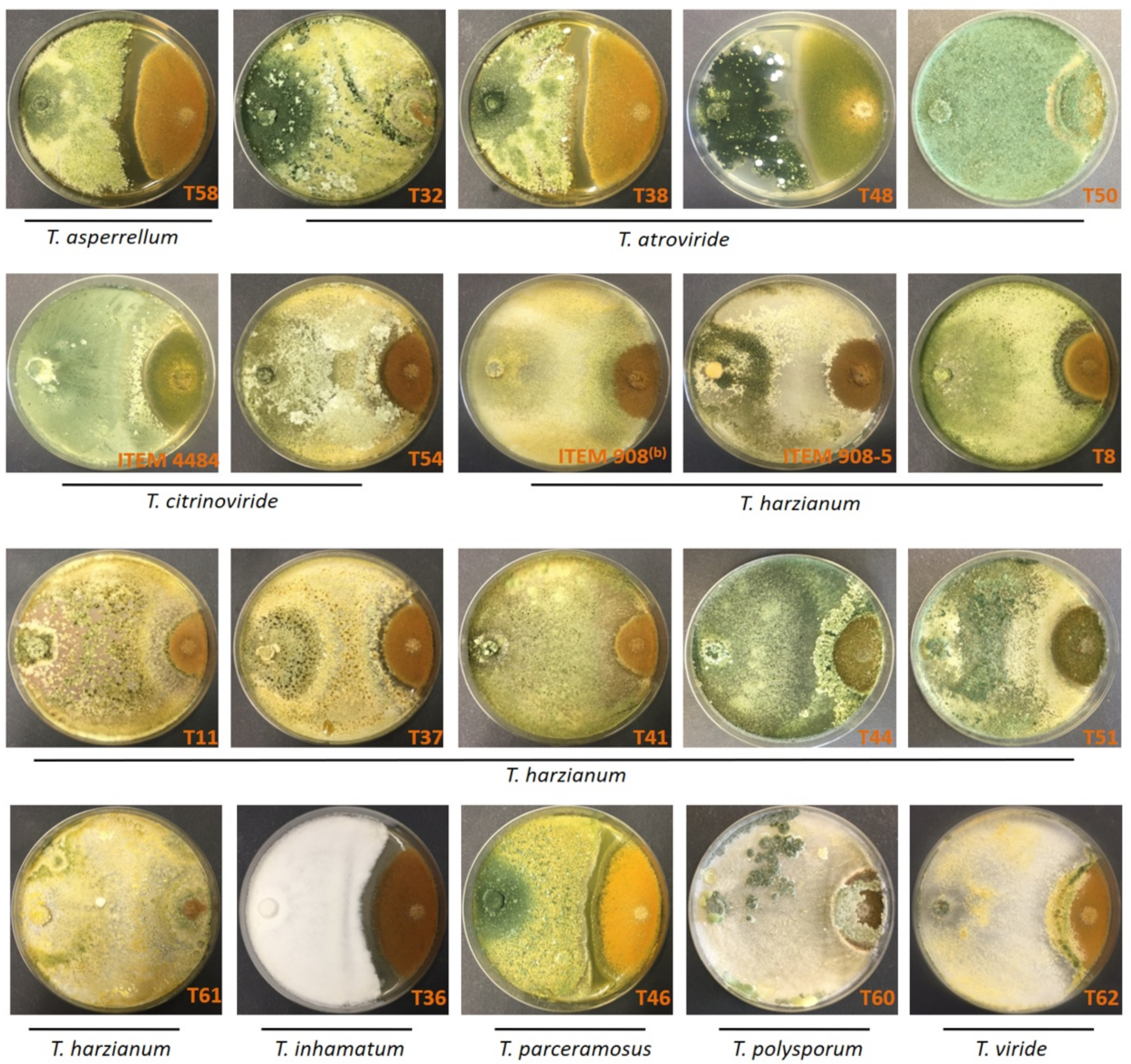 Toxins 14 00086 g003