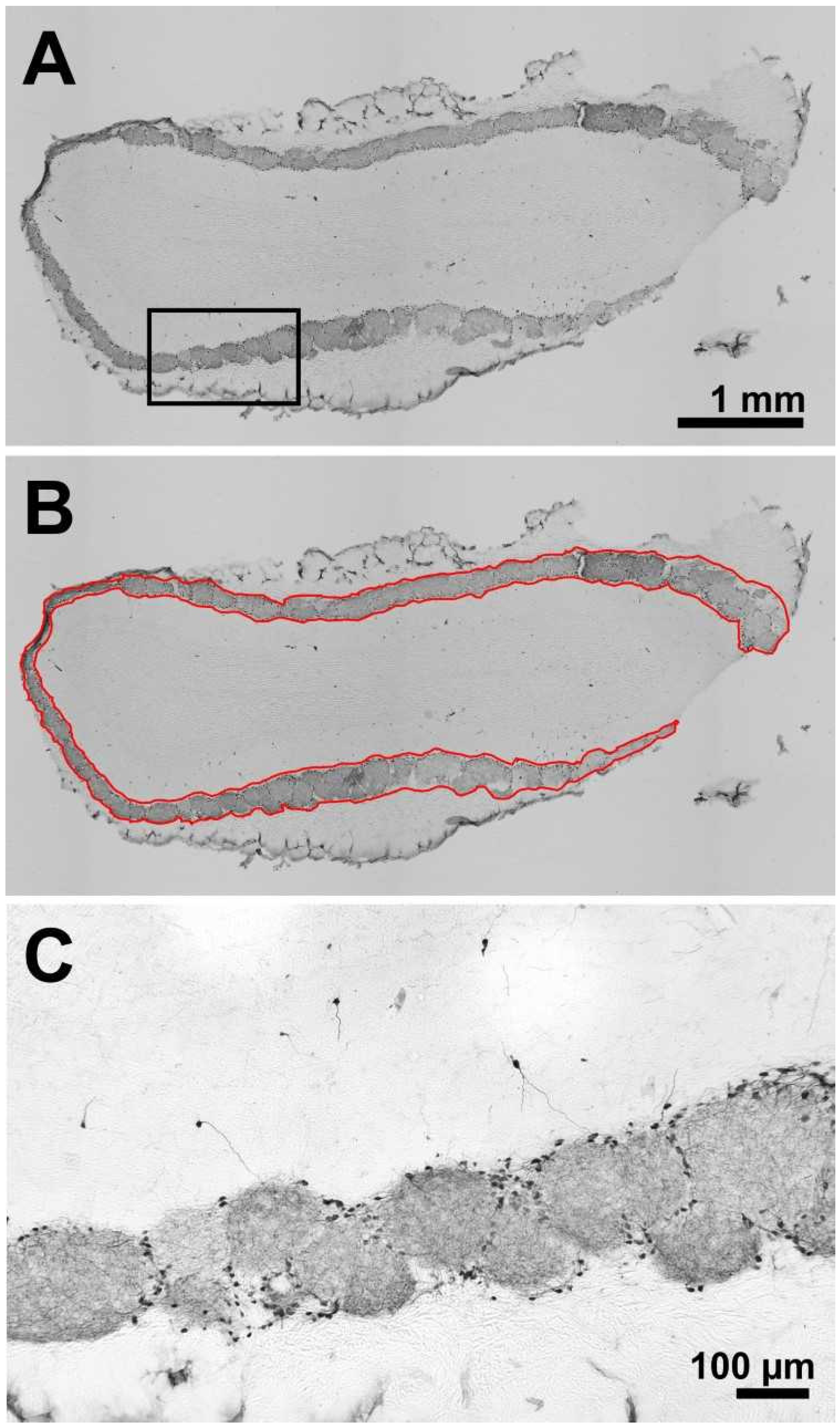 Toxins 14 00094 g002 Toxins 14 00094 g002