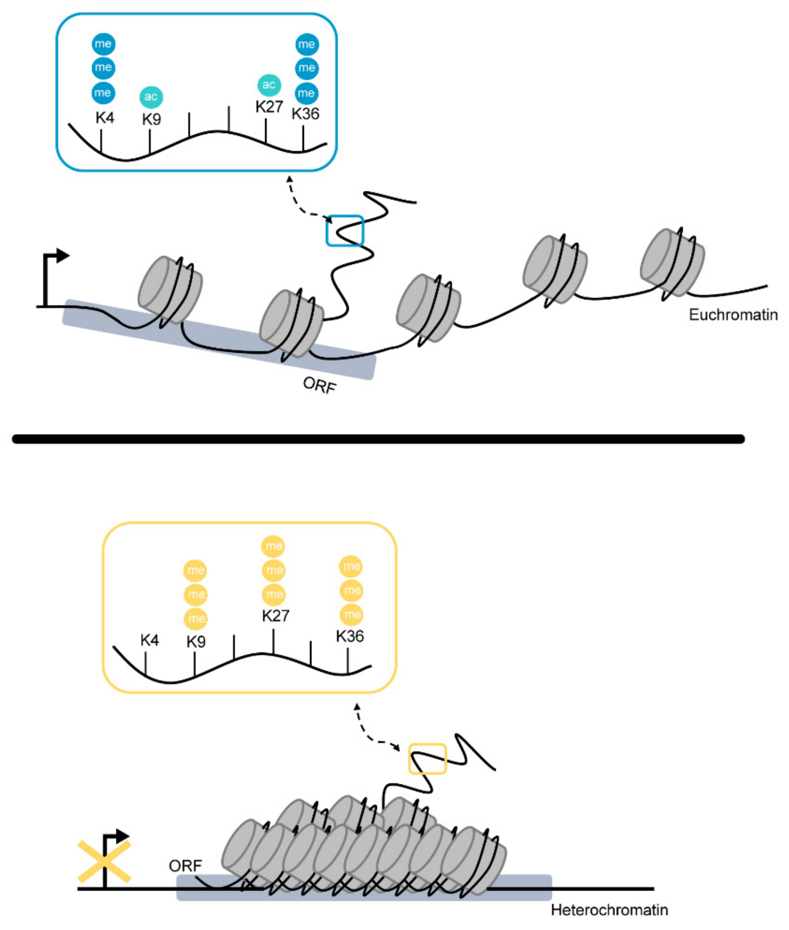 Toxins 14 00096 g002 Toxins 14 00096 g002