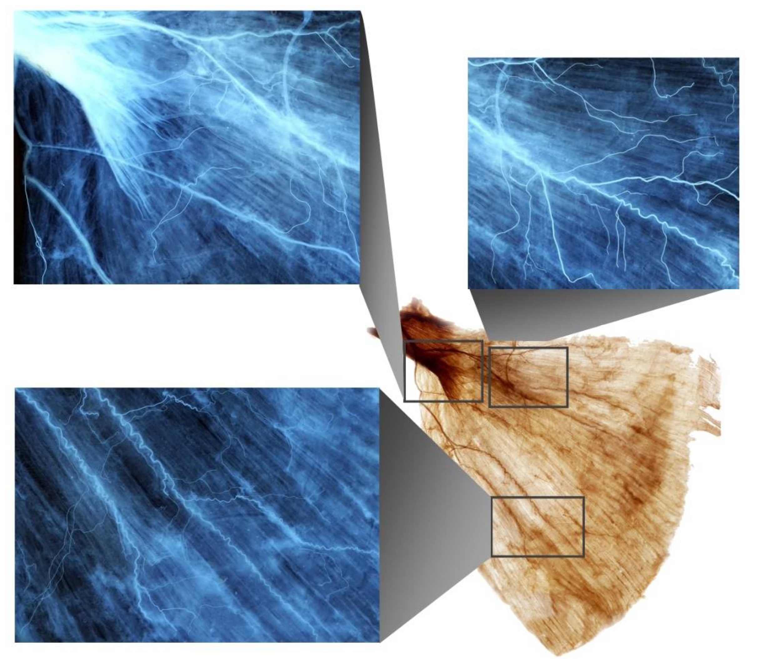 Toxins 14 00107 g001