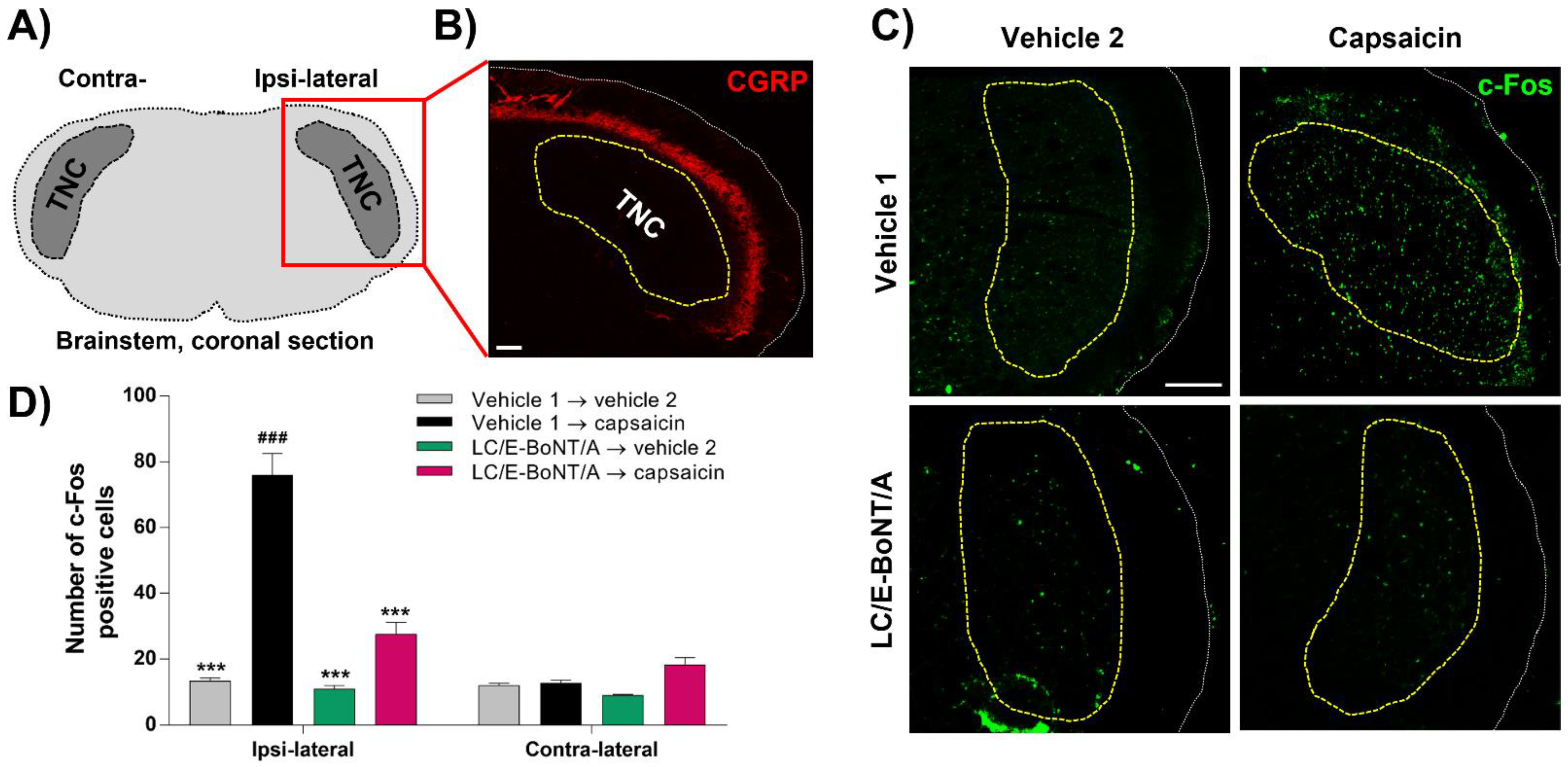 Toxins 14 00116 g004