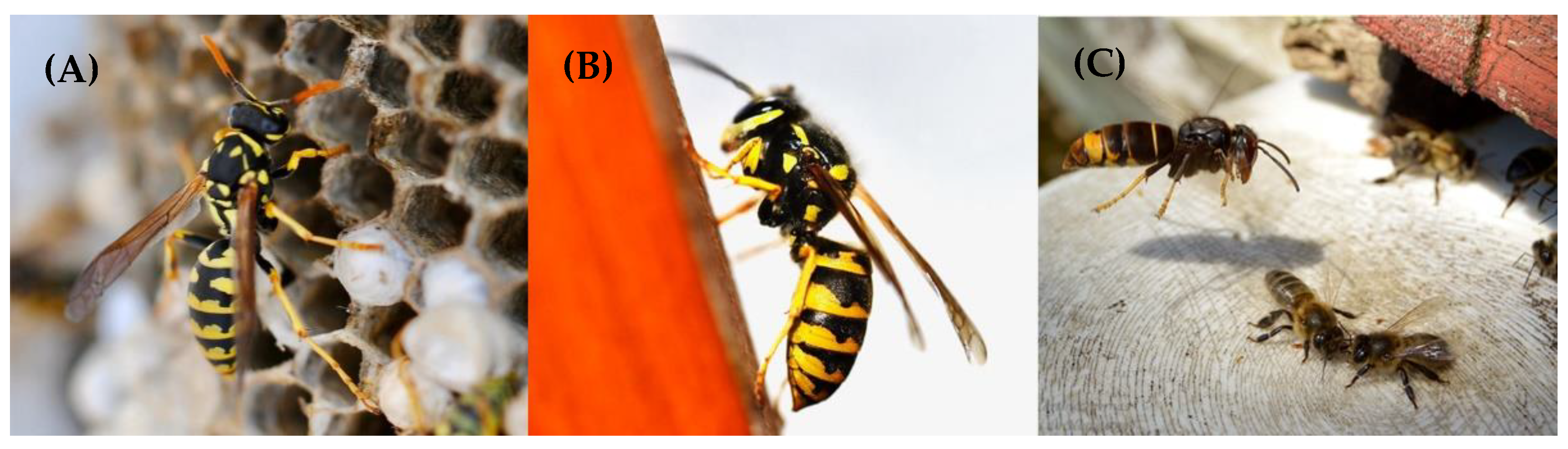 Toxins 14 00126 g002