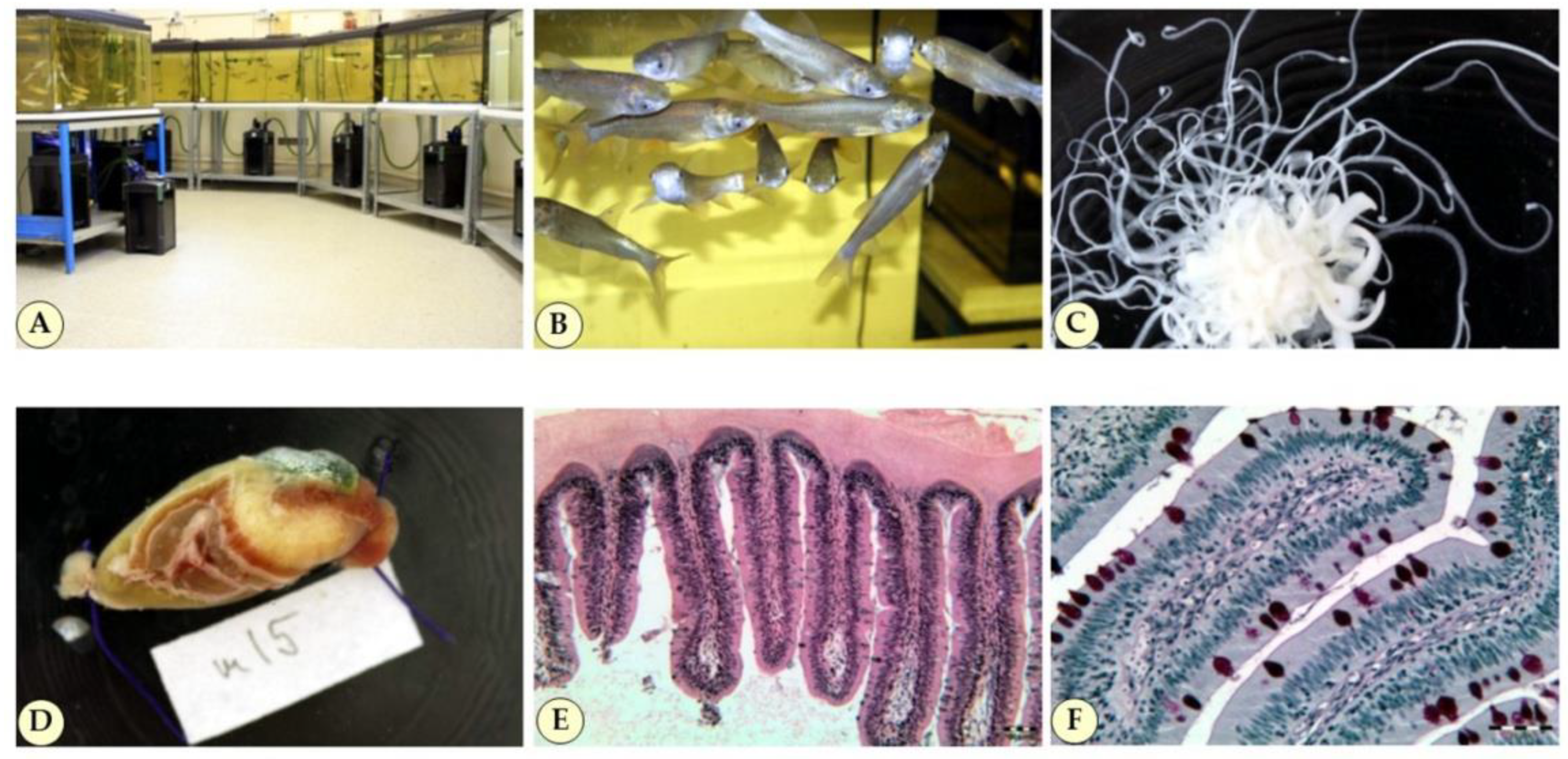 Toxins 14 00153 g005 Toxins 14 00153 g005