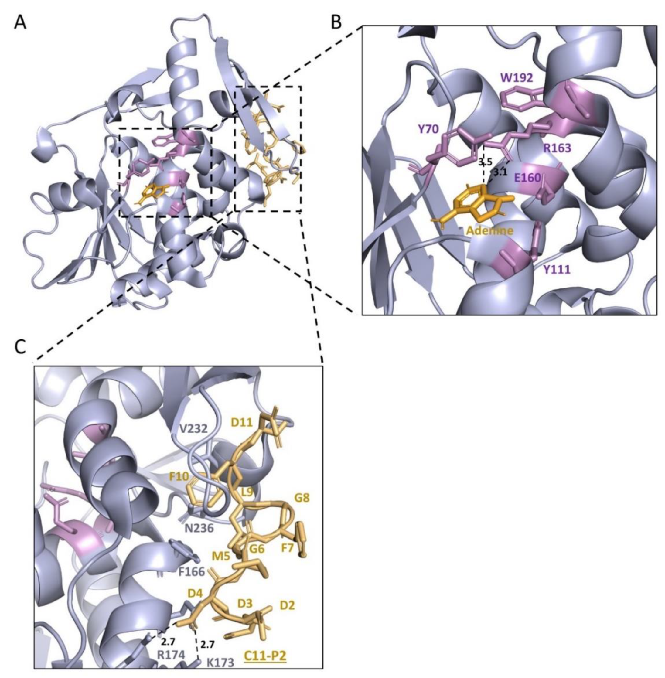 Toxins 14 00178 g004