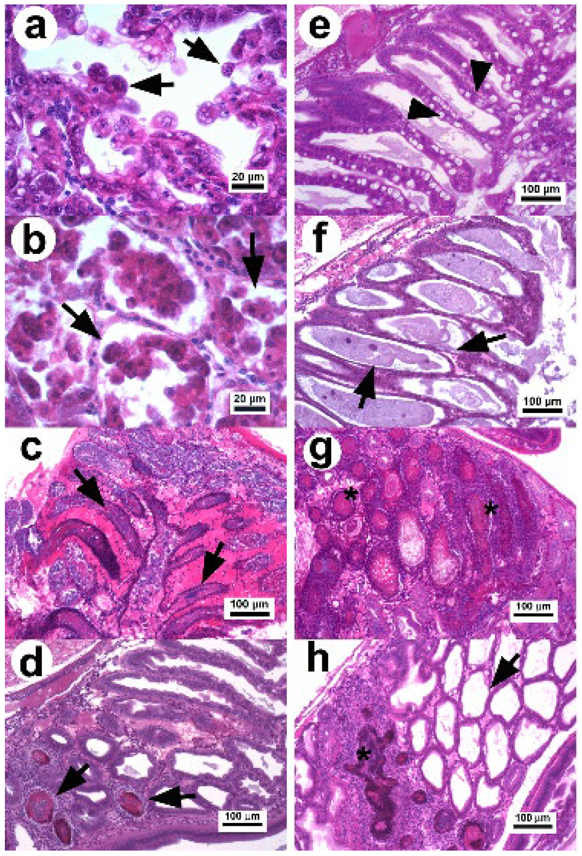 Toxins 14 00243 g001