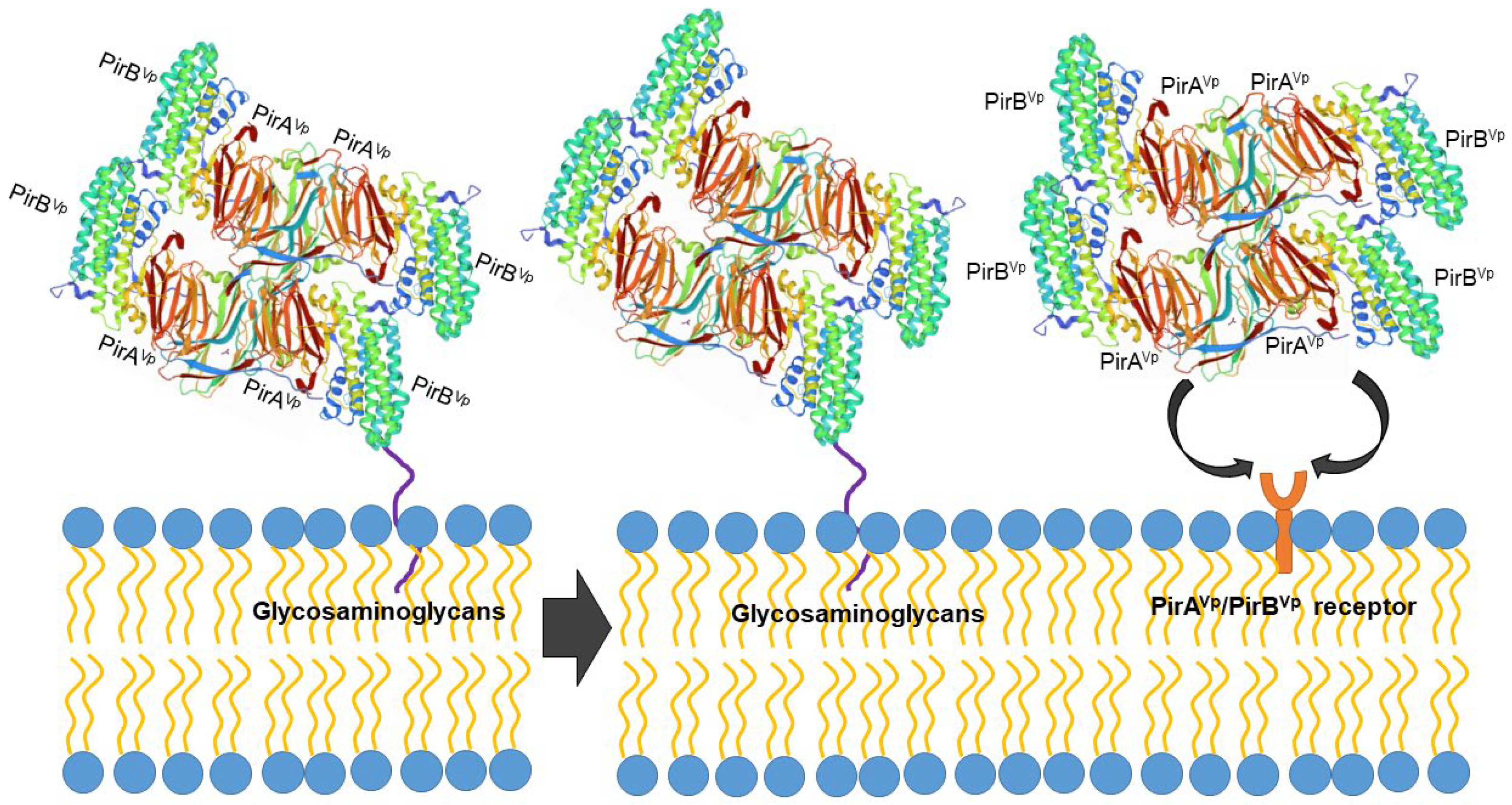 Toxins 14 00243 g003