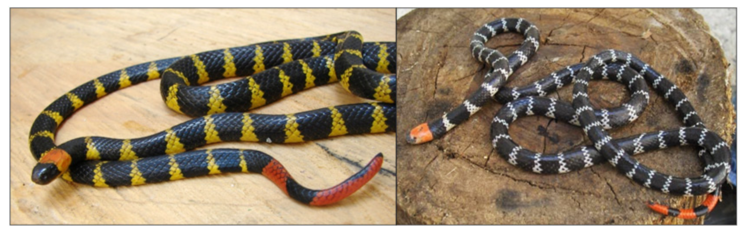 Toxins 14 00265 g001