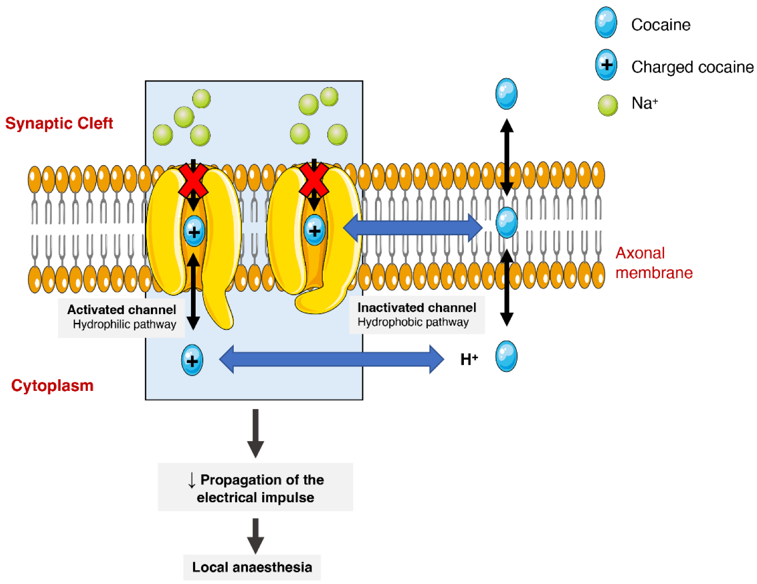 Toxins 14 00278 g003