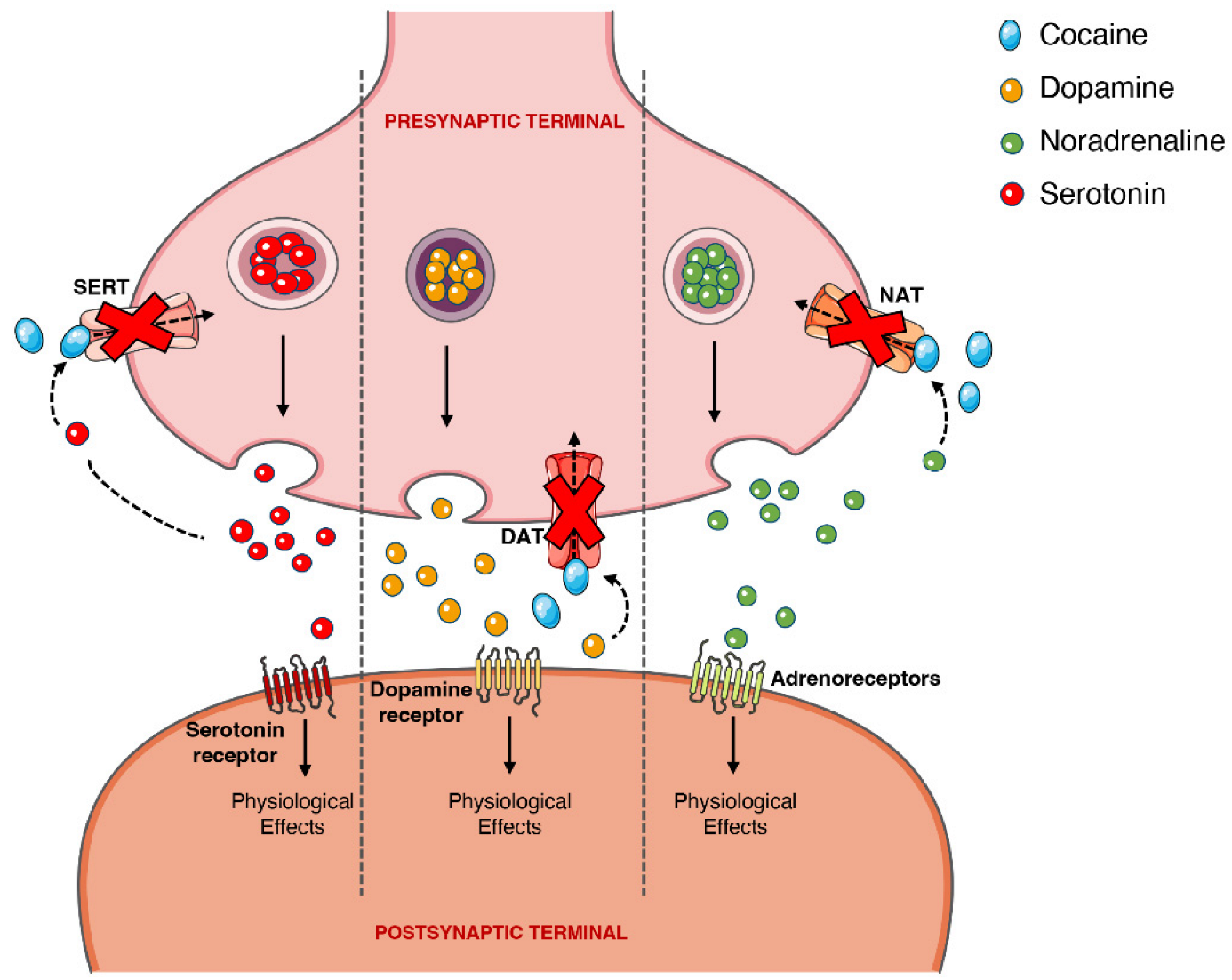 Toxins 14 00278 g004