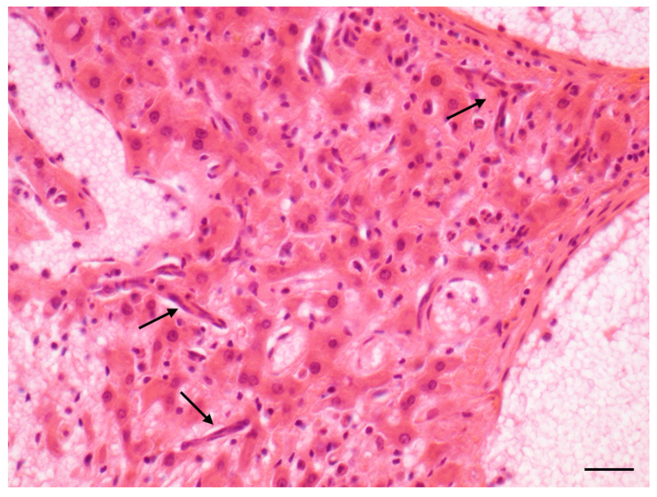 Toxins 14 00325 g006