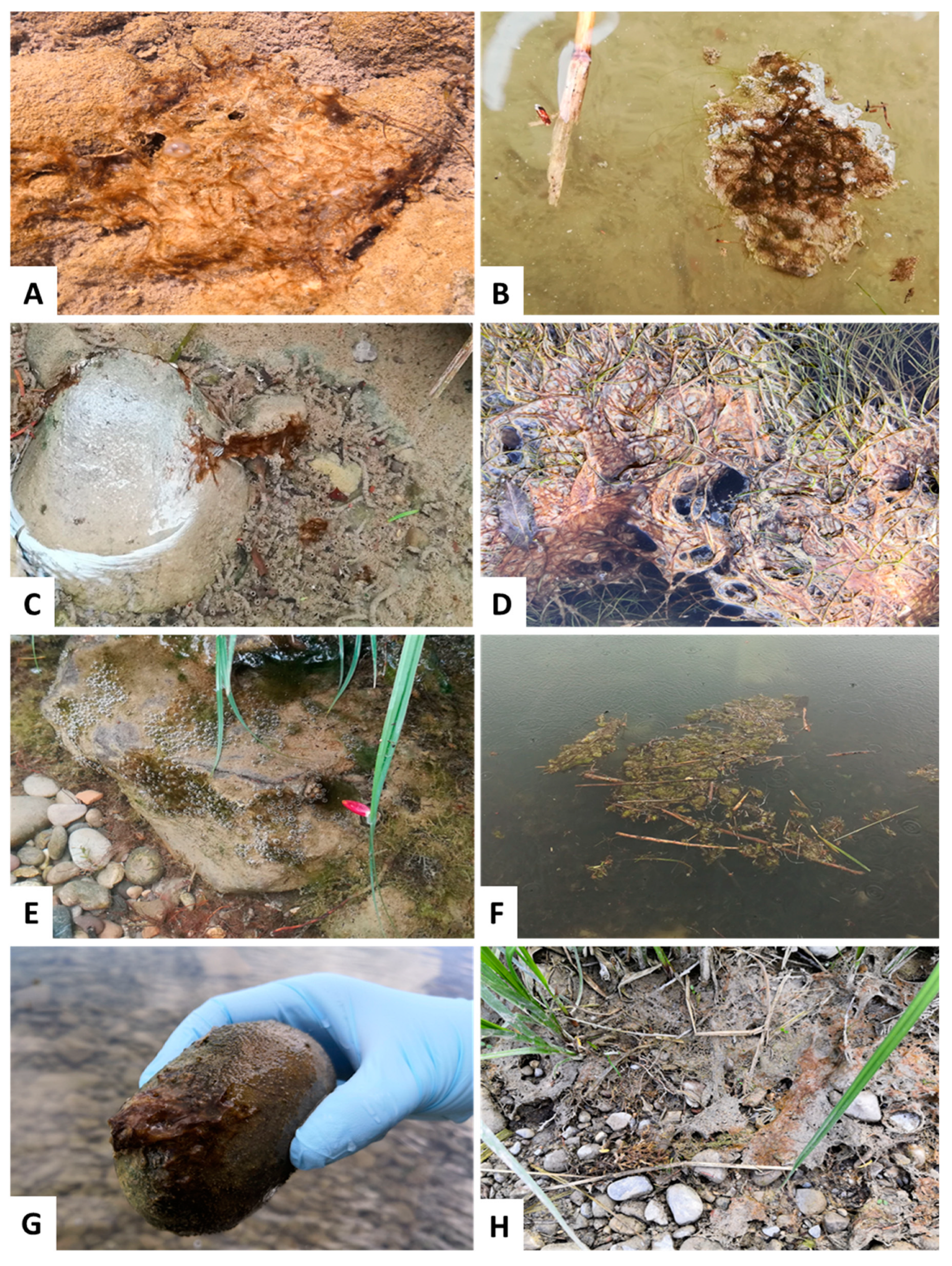 Toxins 14 00357 g003