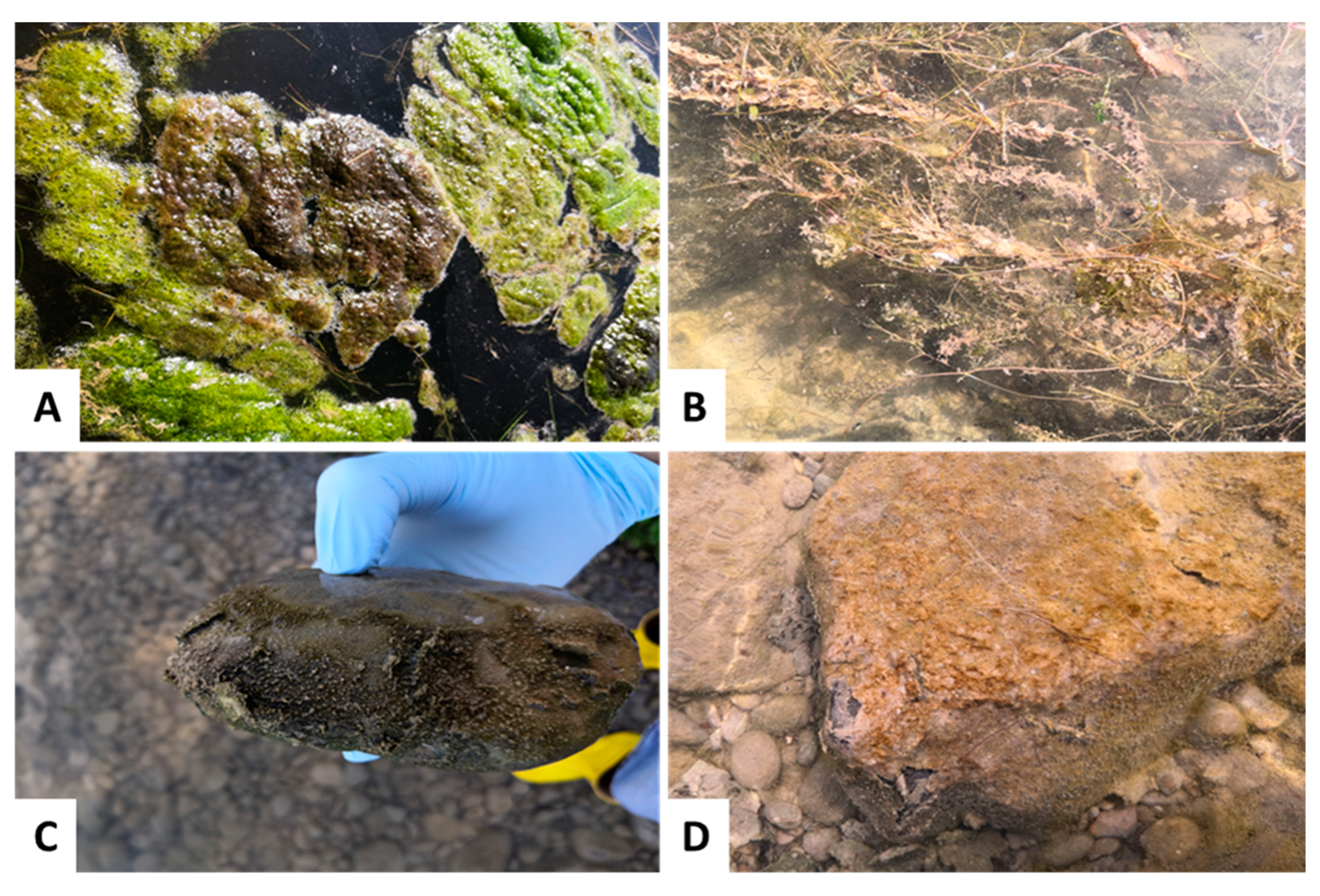 Toxins 14 00357 g004