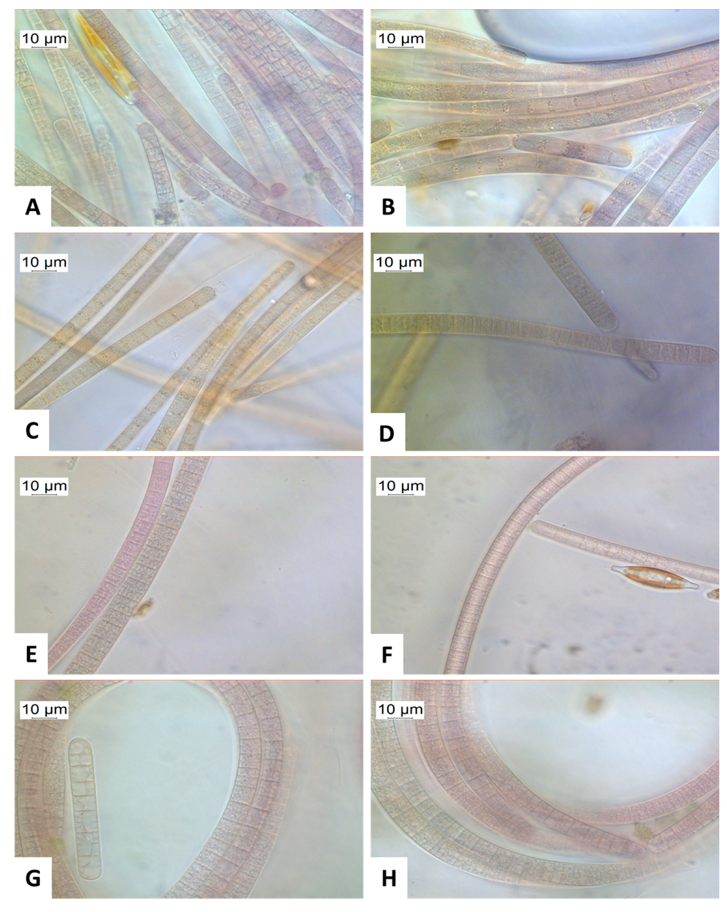 Toxins 14 00357 g005