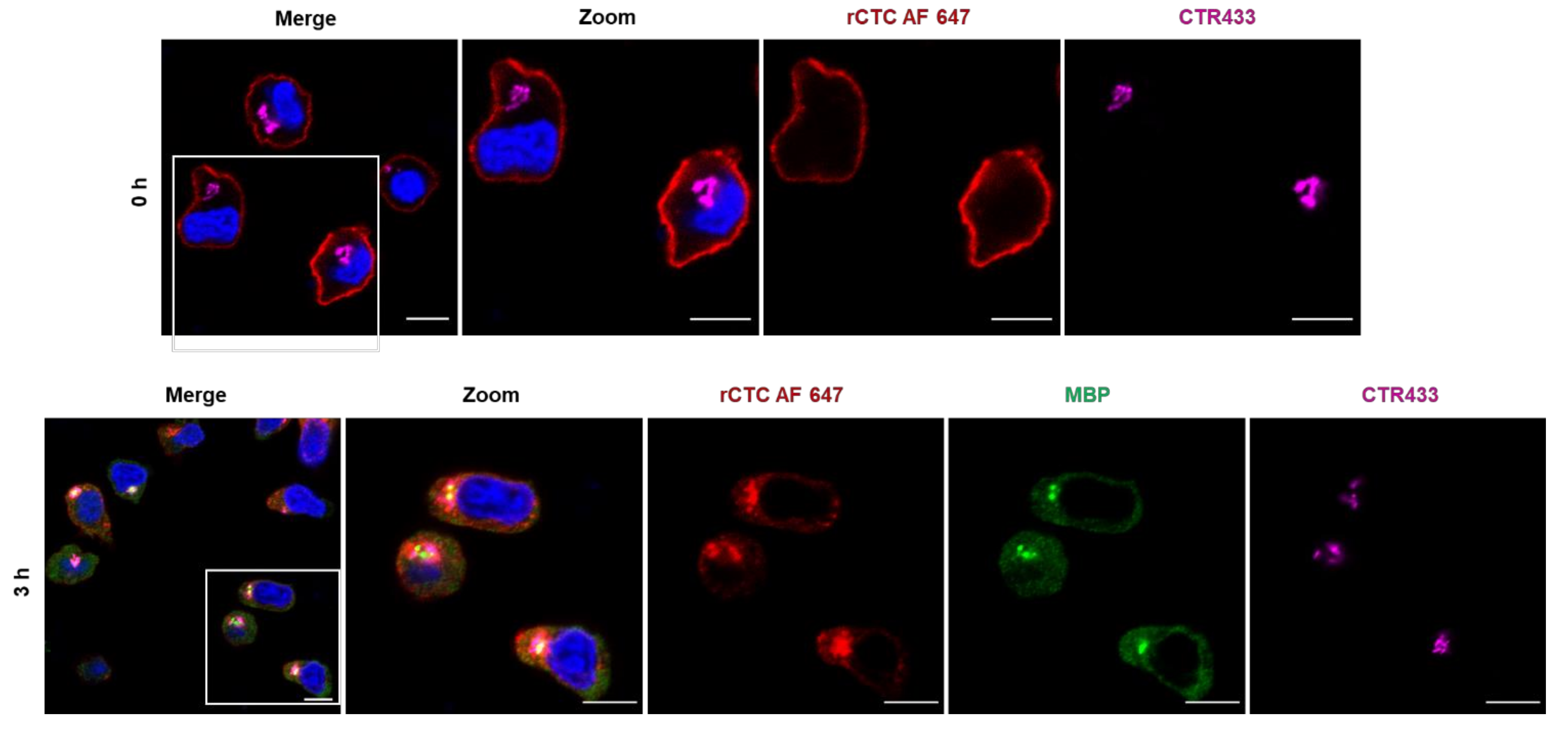 Toxins 14 00396 g010