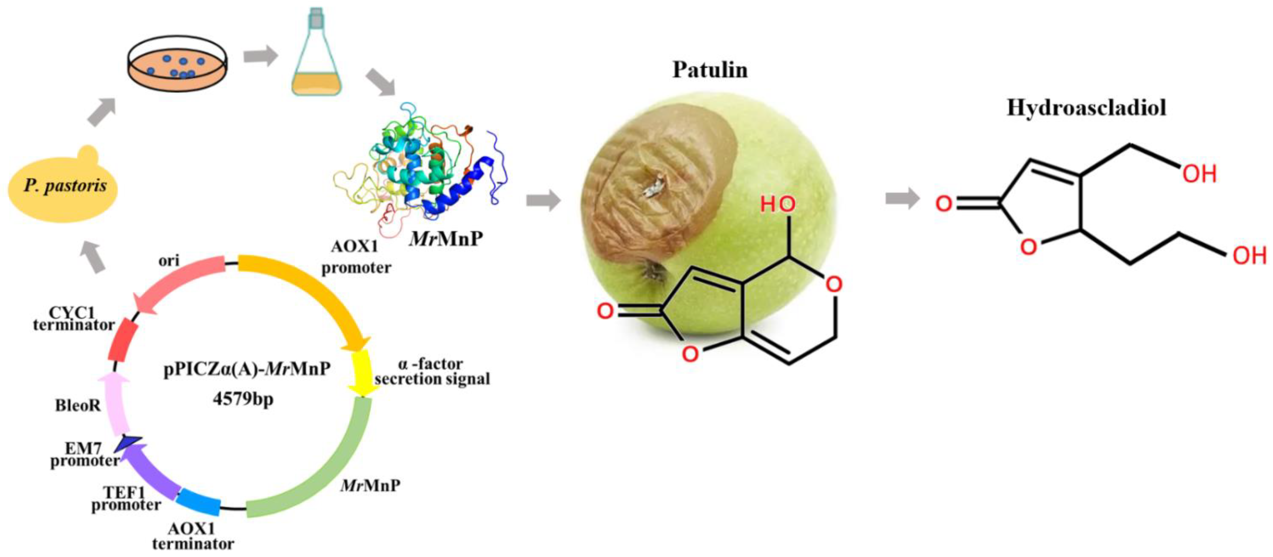 Toxins 14 00440 g001 Toxins 14 00440 g001