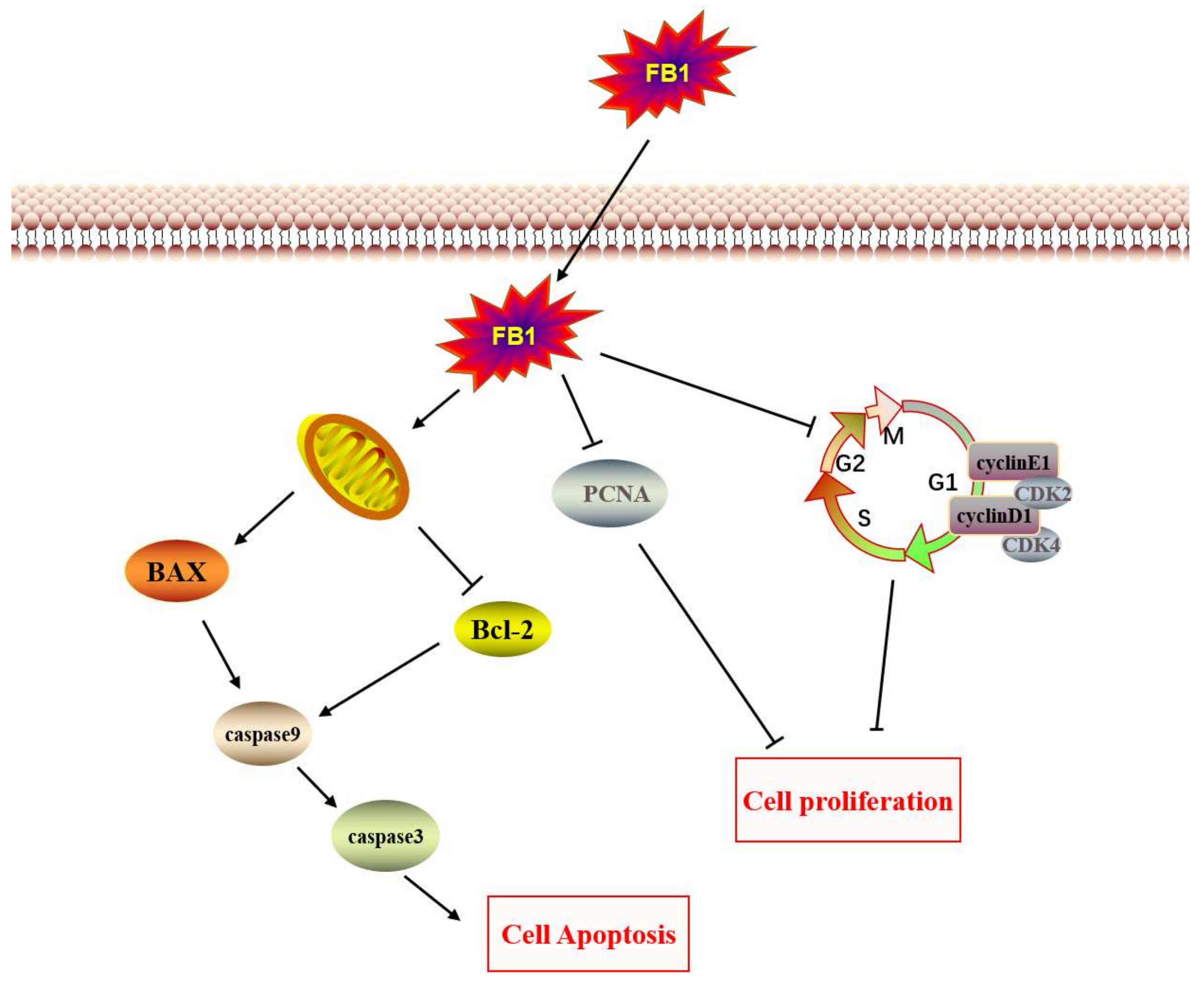 Toxins 14 00471 g004